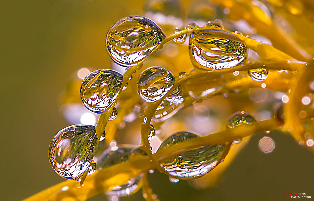 , Andrey Pristyazhnyuk