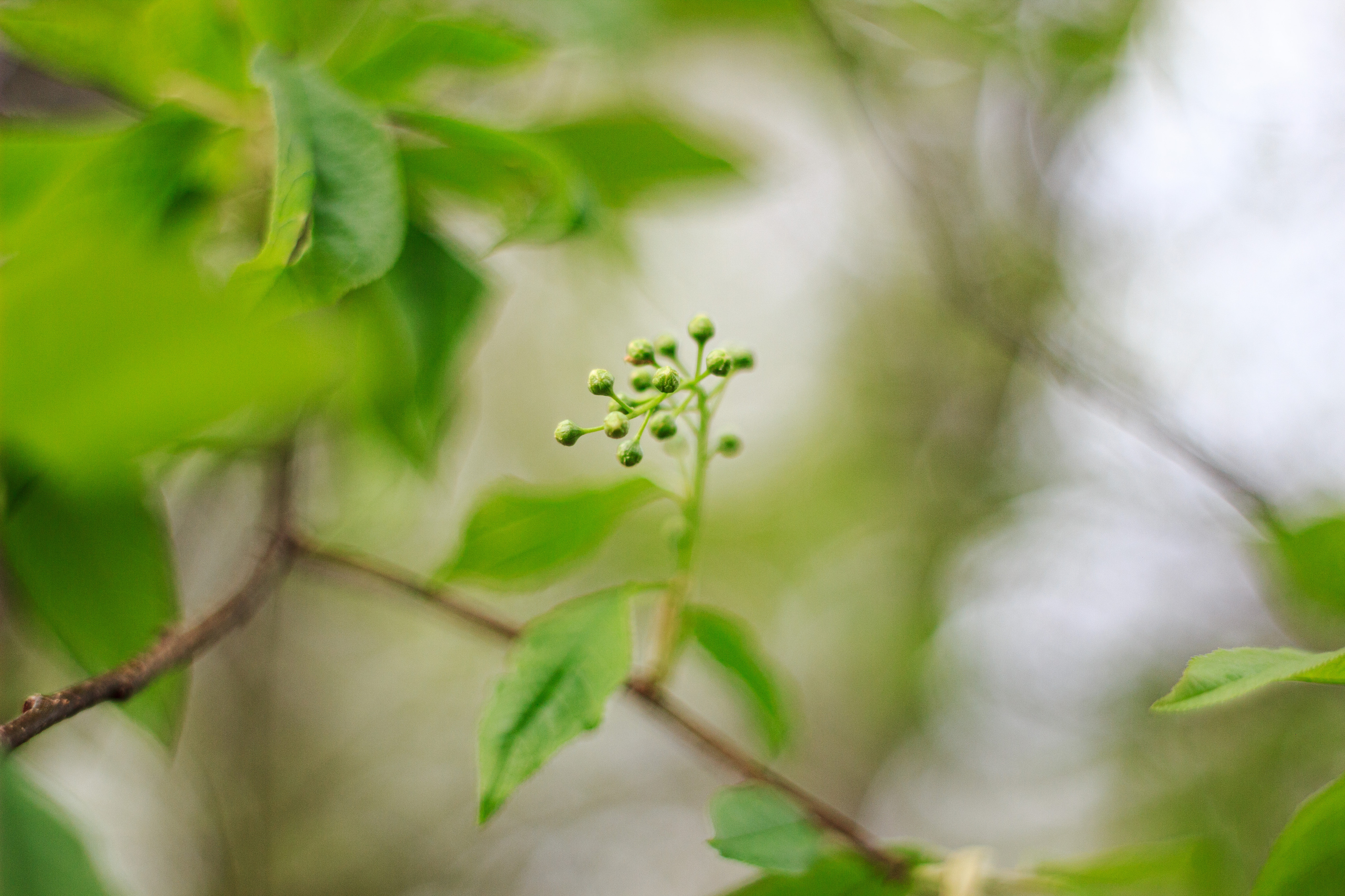 , Лофицкая Лариса