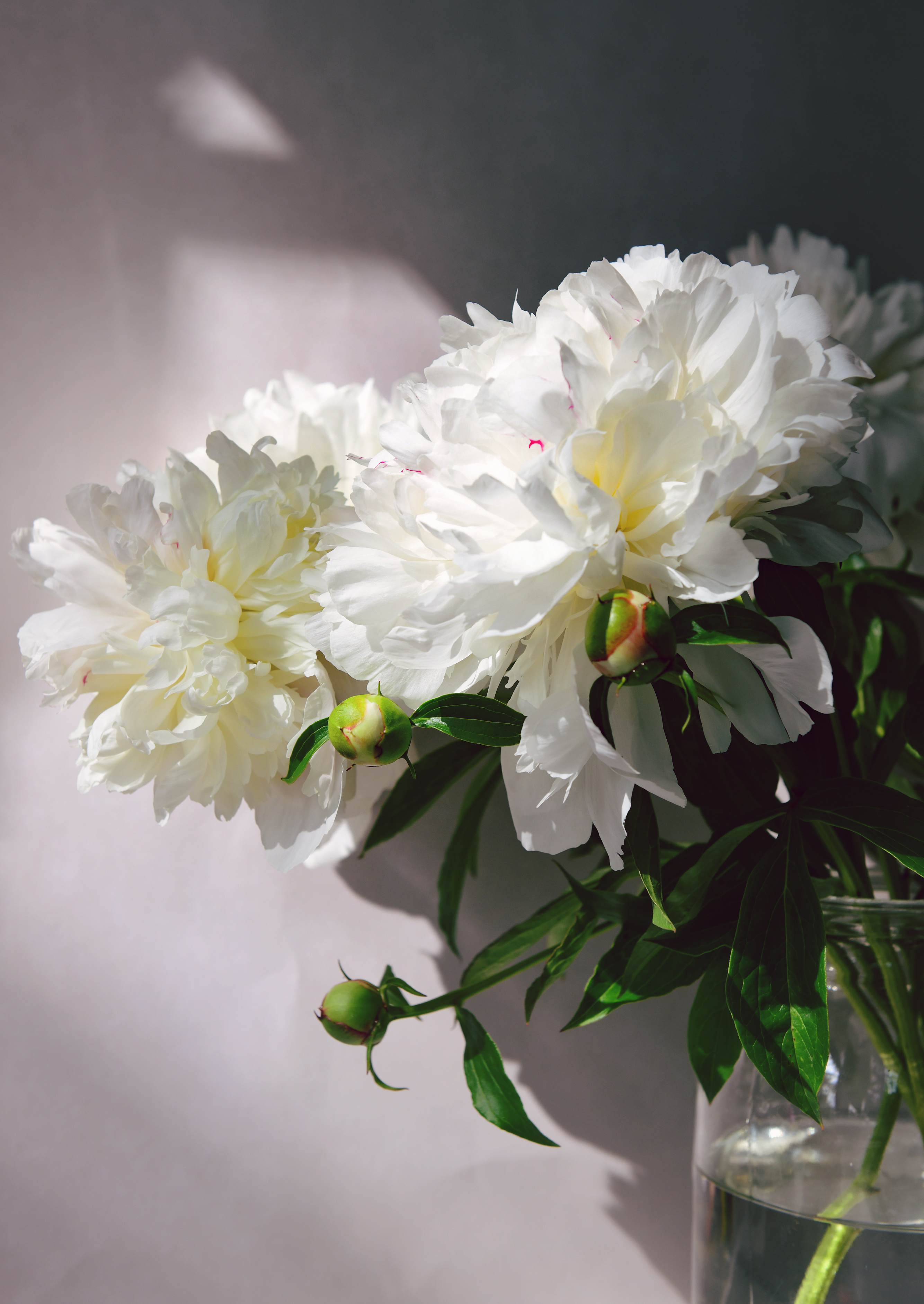 , Божена Пучко