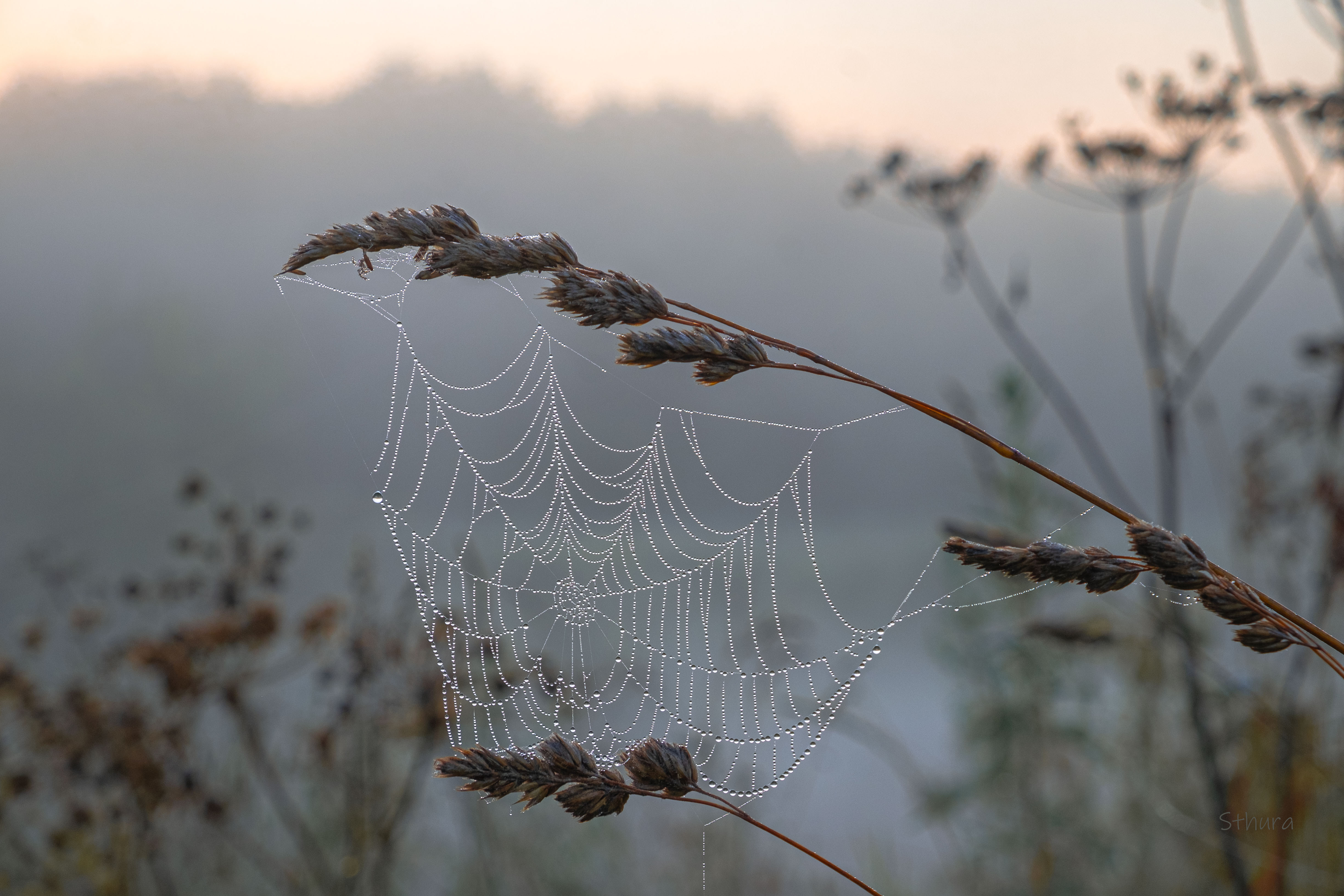 лето растения паутина роса туман, Александр Строков