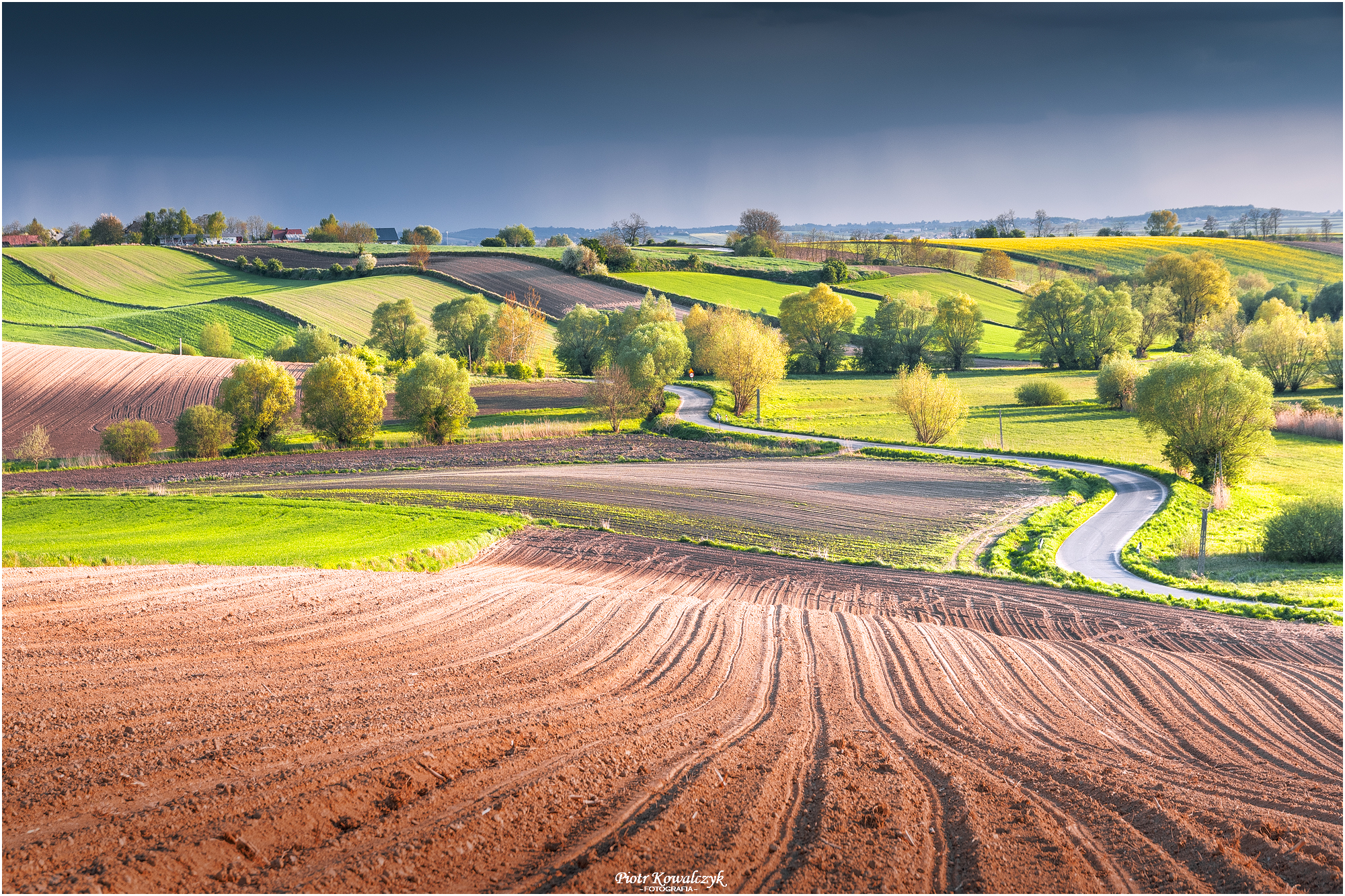 polska, pola, ponidzie, drzewa, droga, Kowalczyk Piotr