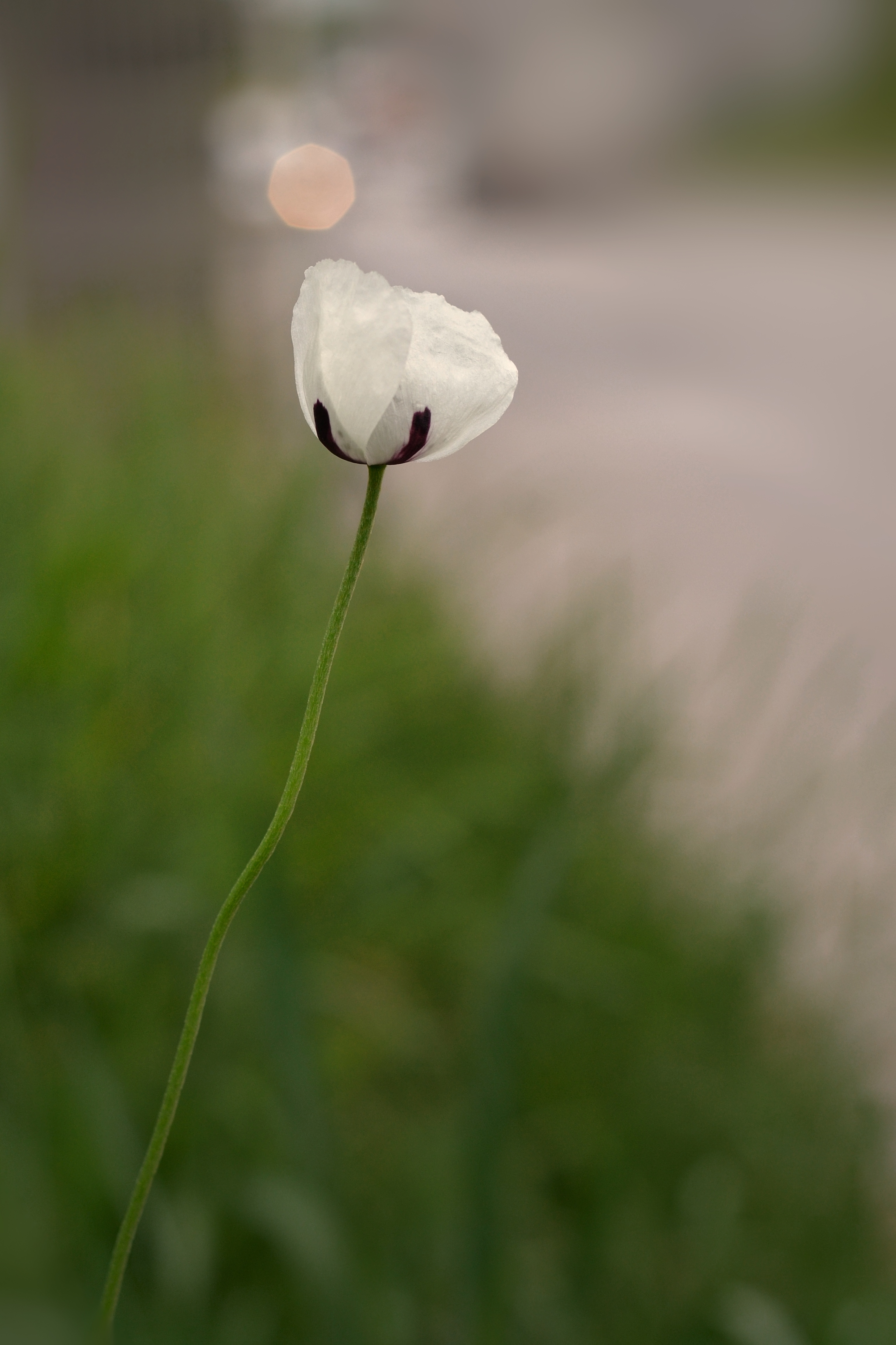 , Юлияна Стоянова