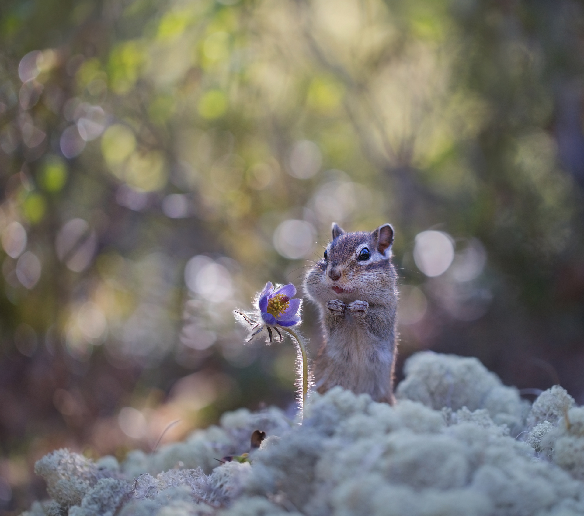 нерюнгри, прострел, сон-трава, растениялевиной, бурундук, якутия, дикие_животные, женялевина, евгениялевина, животныеякутии, бурундукиибелкилевиной, Евгения Левина
