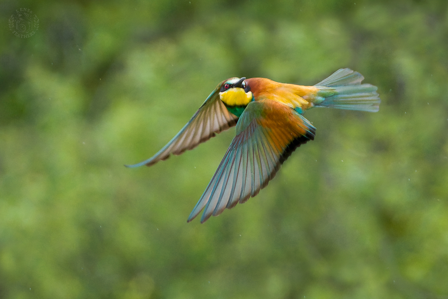 , Евгени Стефанов