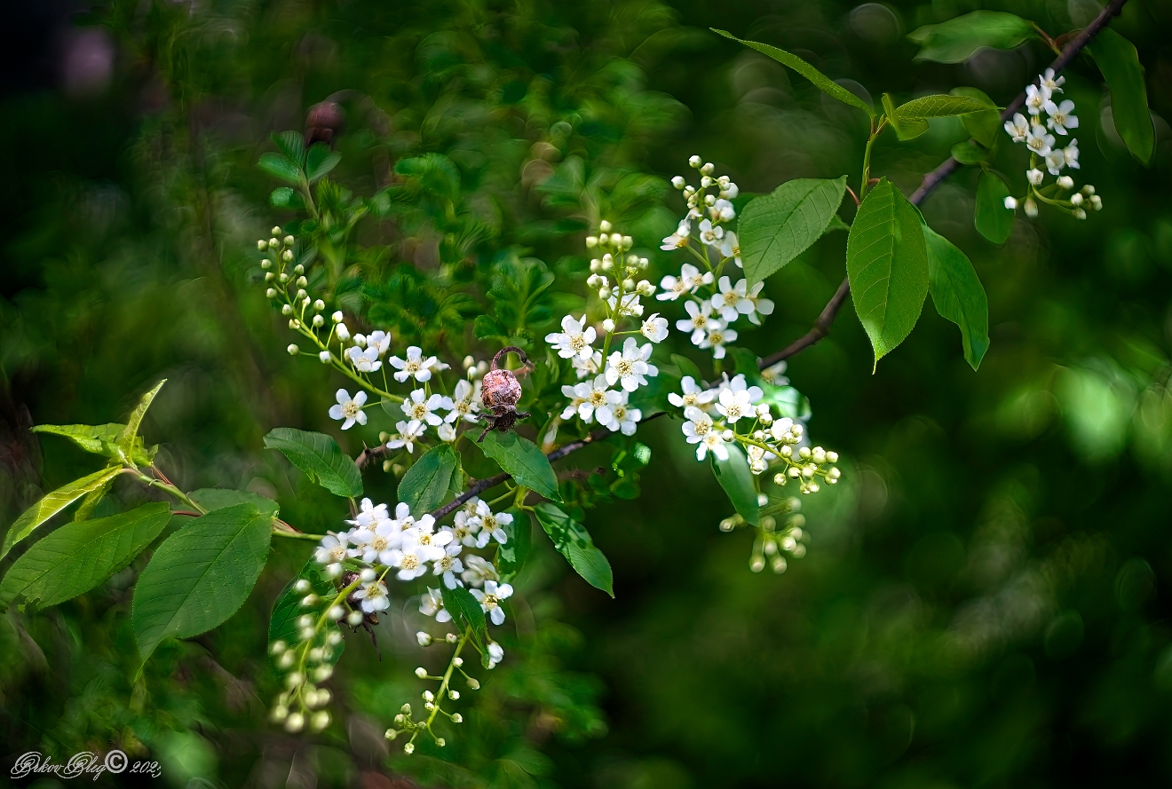 , Орлов Олег