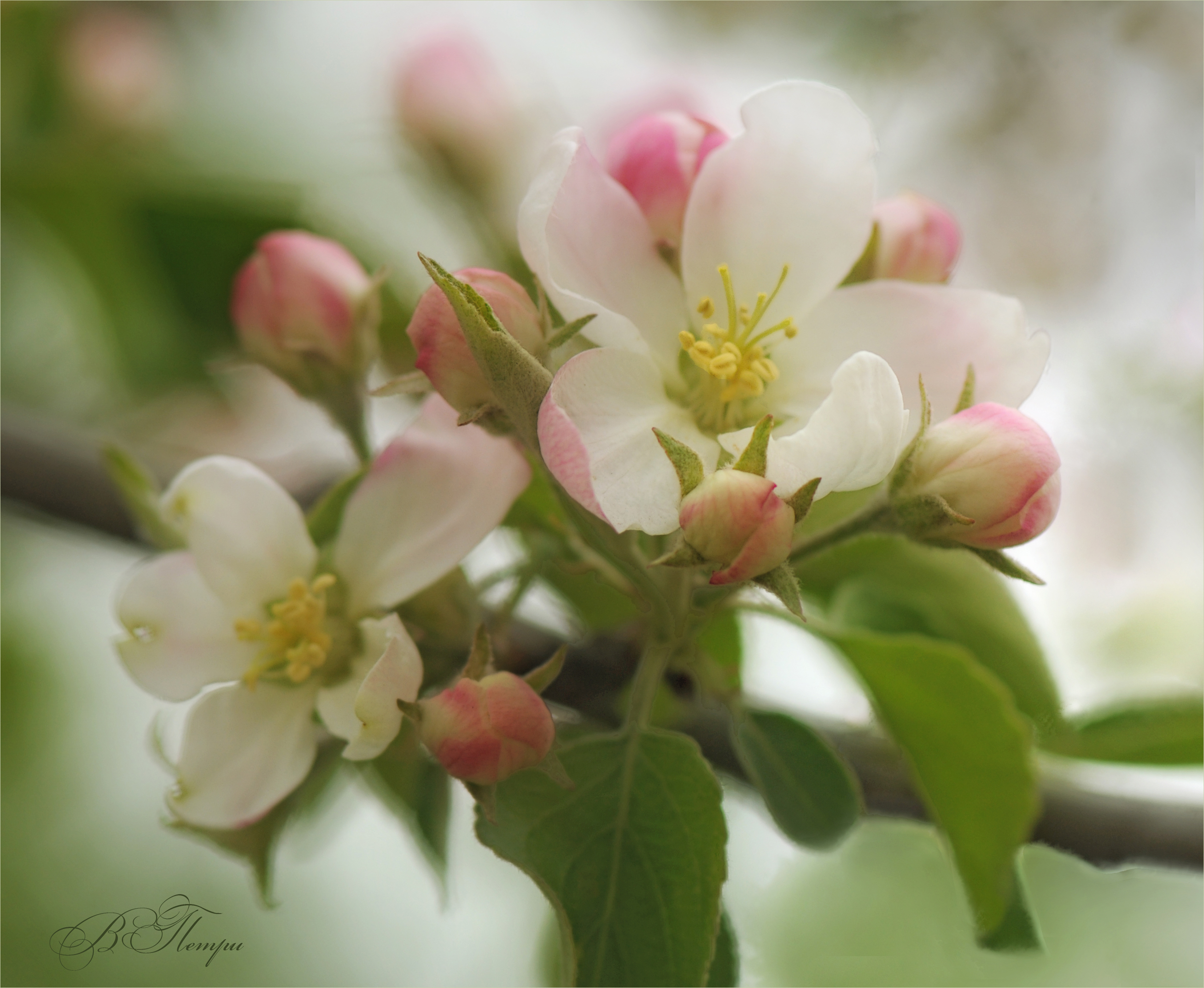 ветка яблоневый цвет листья, Вера Петри
