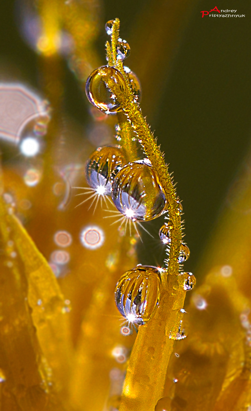 , Andrey Pristyazhnyuk