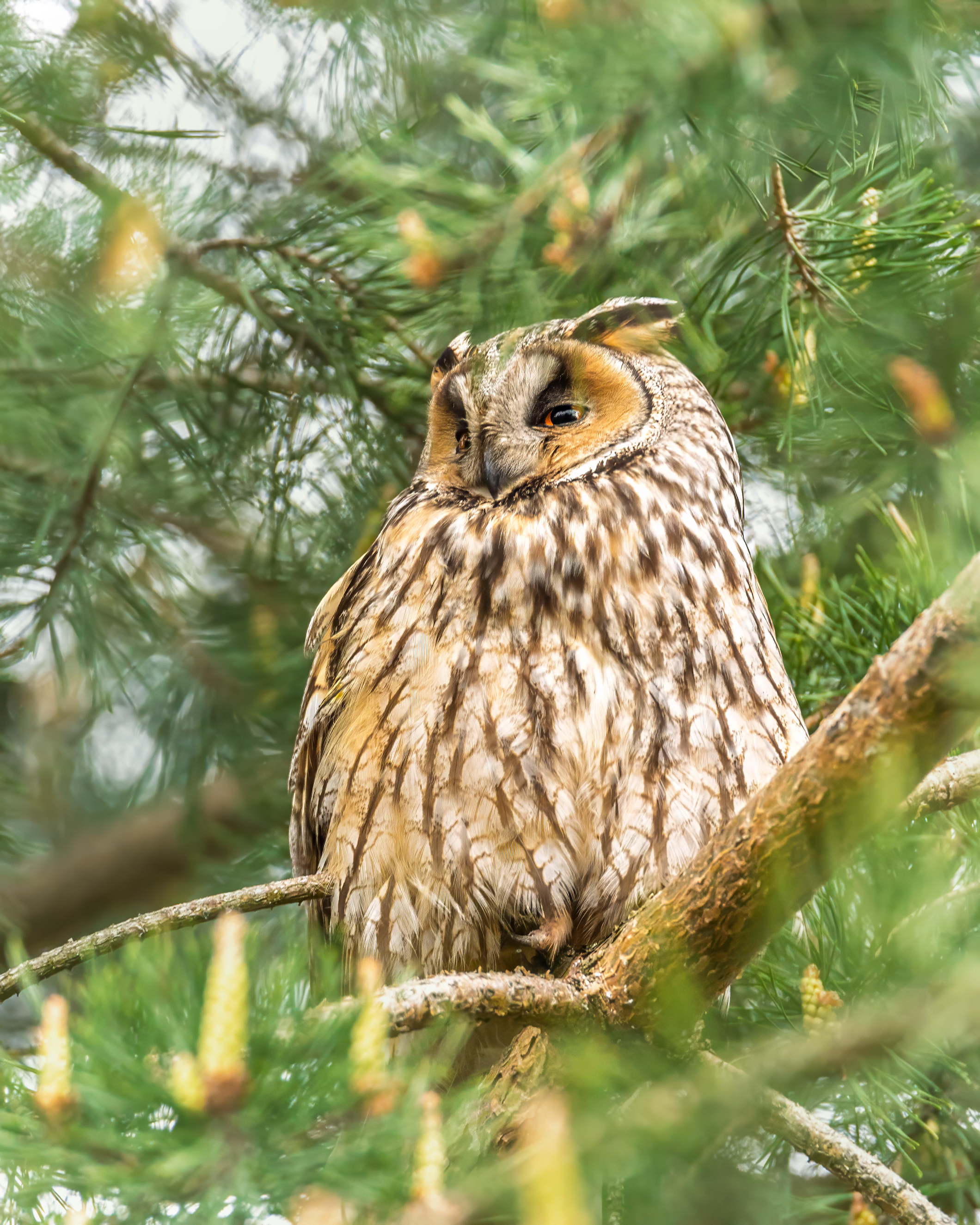сова, животные, птицы, природа, дикая природа, nature, wildlife, canon, Пронин Денис