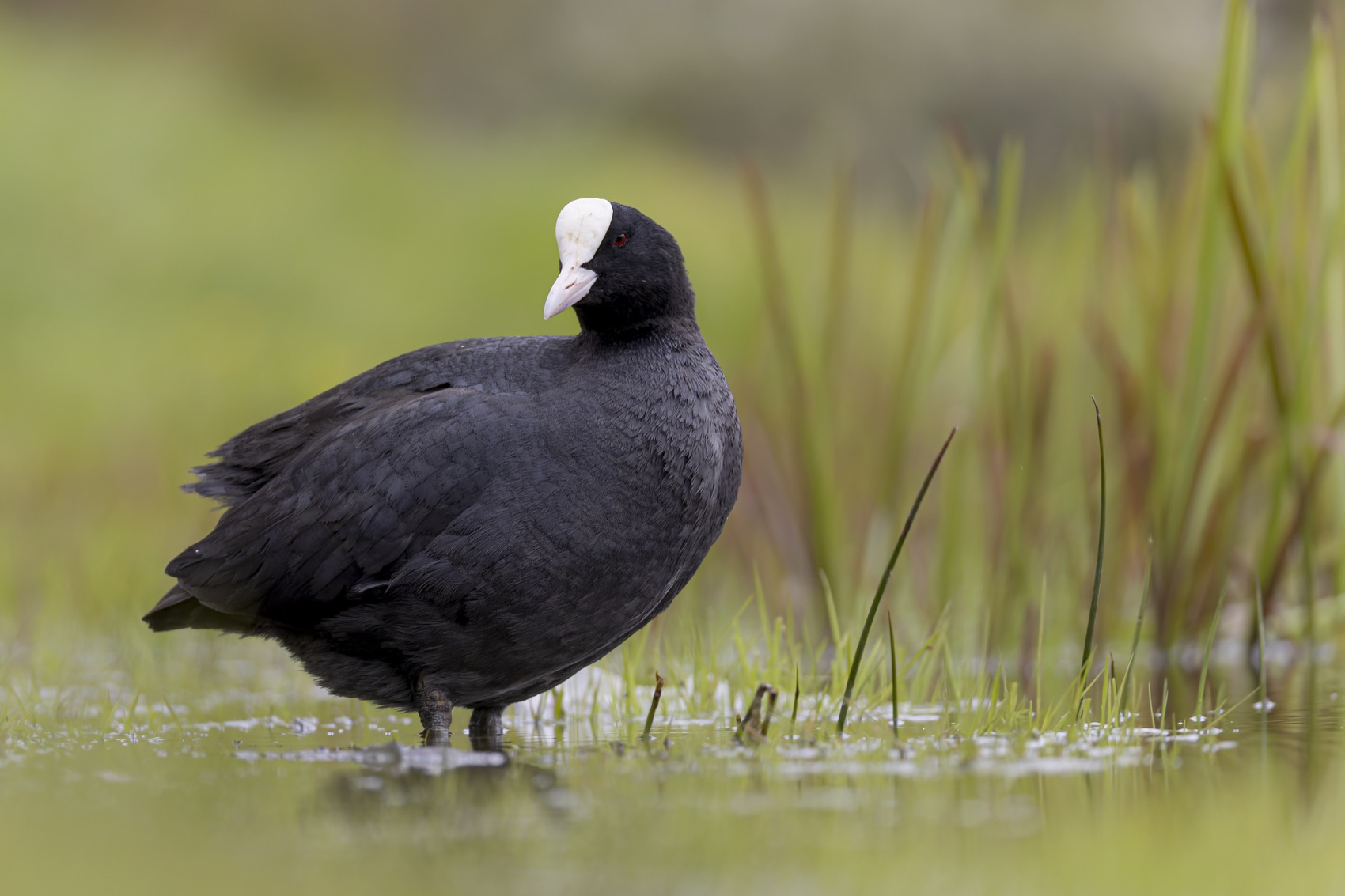 лысуха, птицы, Руслан Pl