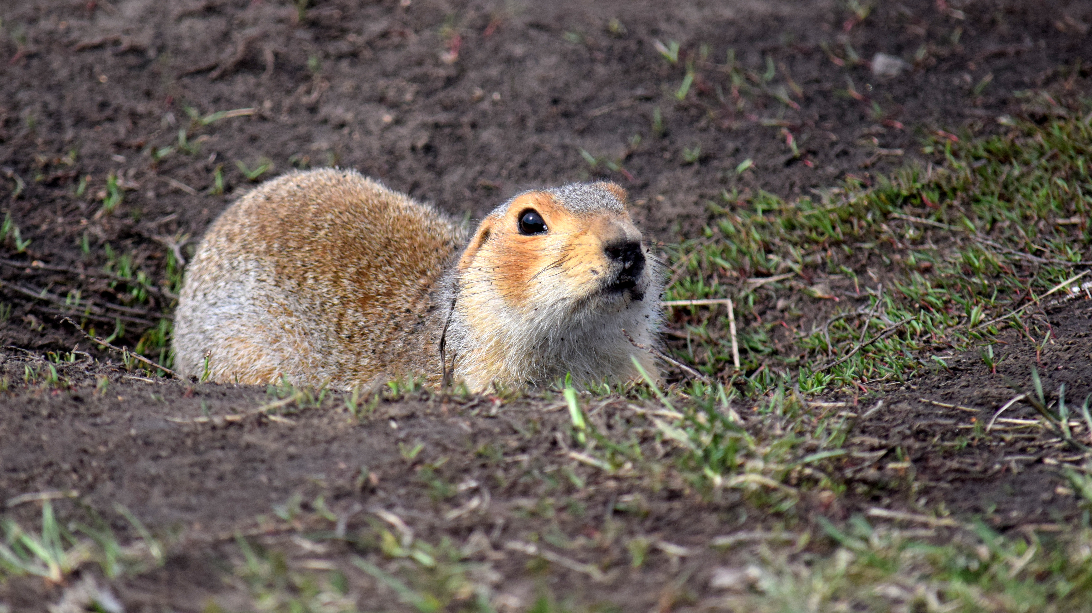 , Неверова Наталья