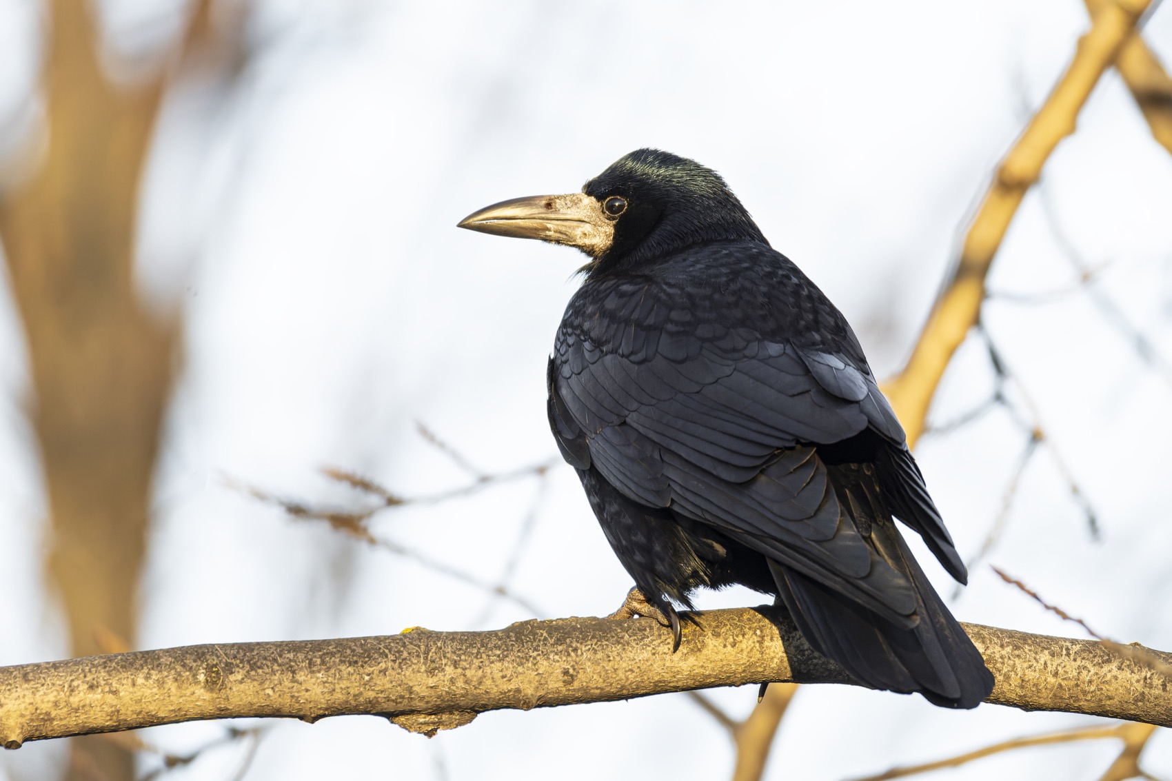 грач, птицы, Руслан Pl