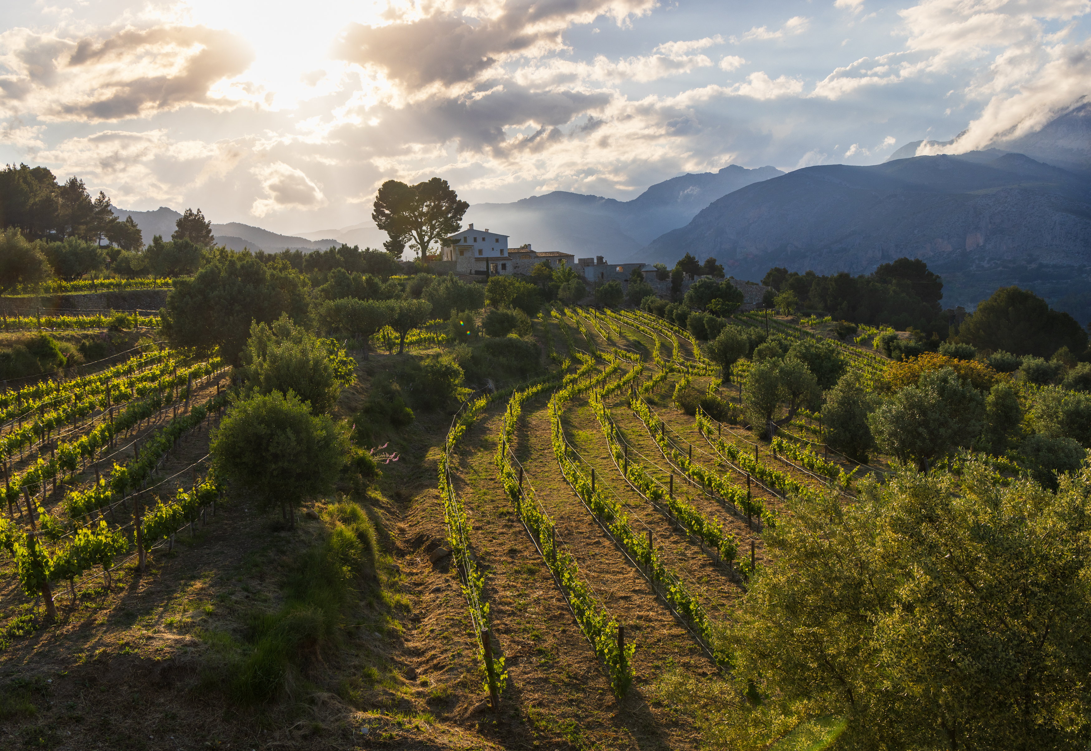 , Алекс Римский