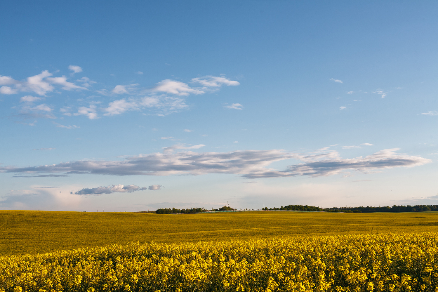 весна май рапс вечер закат поле, Карабинов Дима