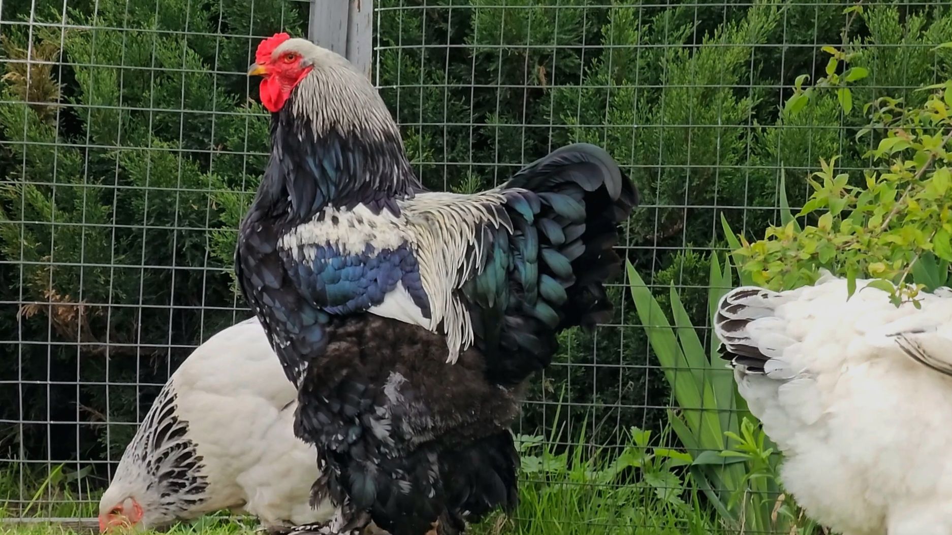 , Мария Яковлева