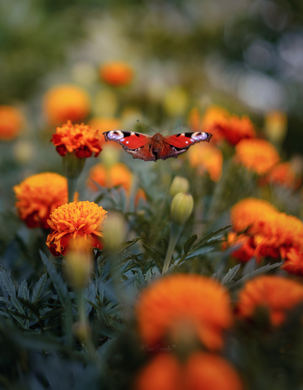 бабочка, бархатцы, полёт, макро, macro, павлиний глаз, Ершова Юлия