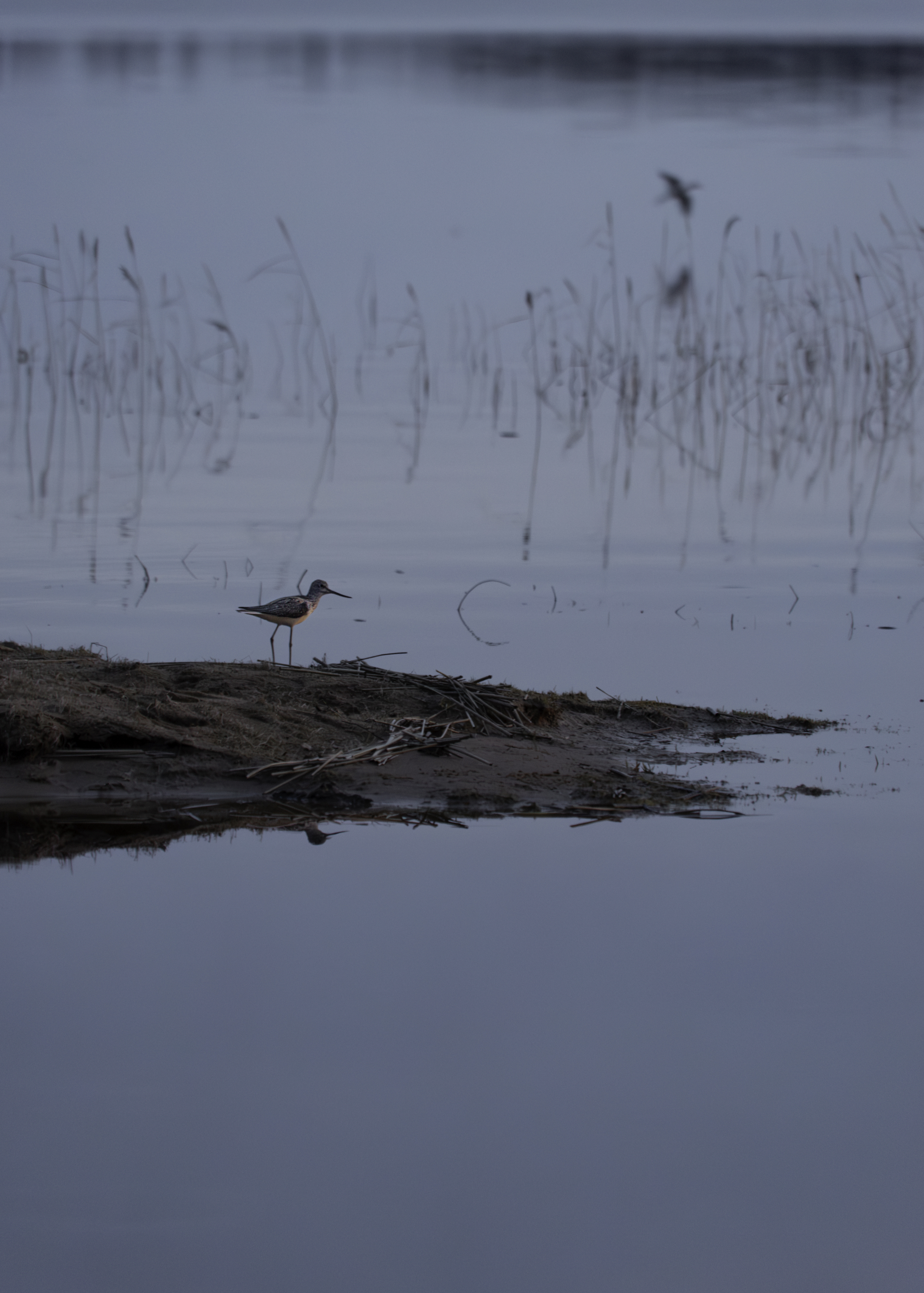 Россия, Новгородская область, Боровичи, озеро Шерегодра, птица кулик,, Гаврилов Юрий