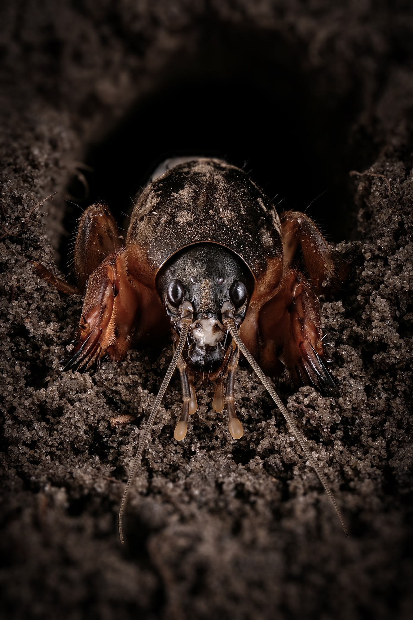 , Васильев Роман