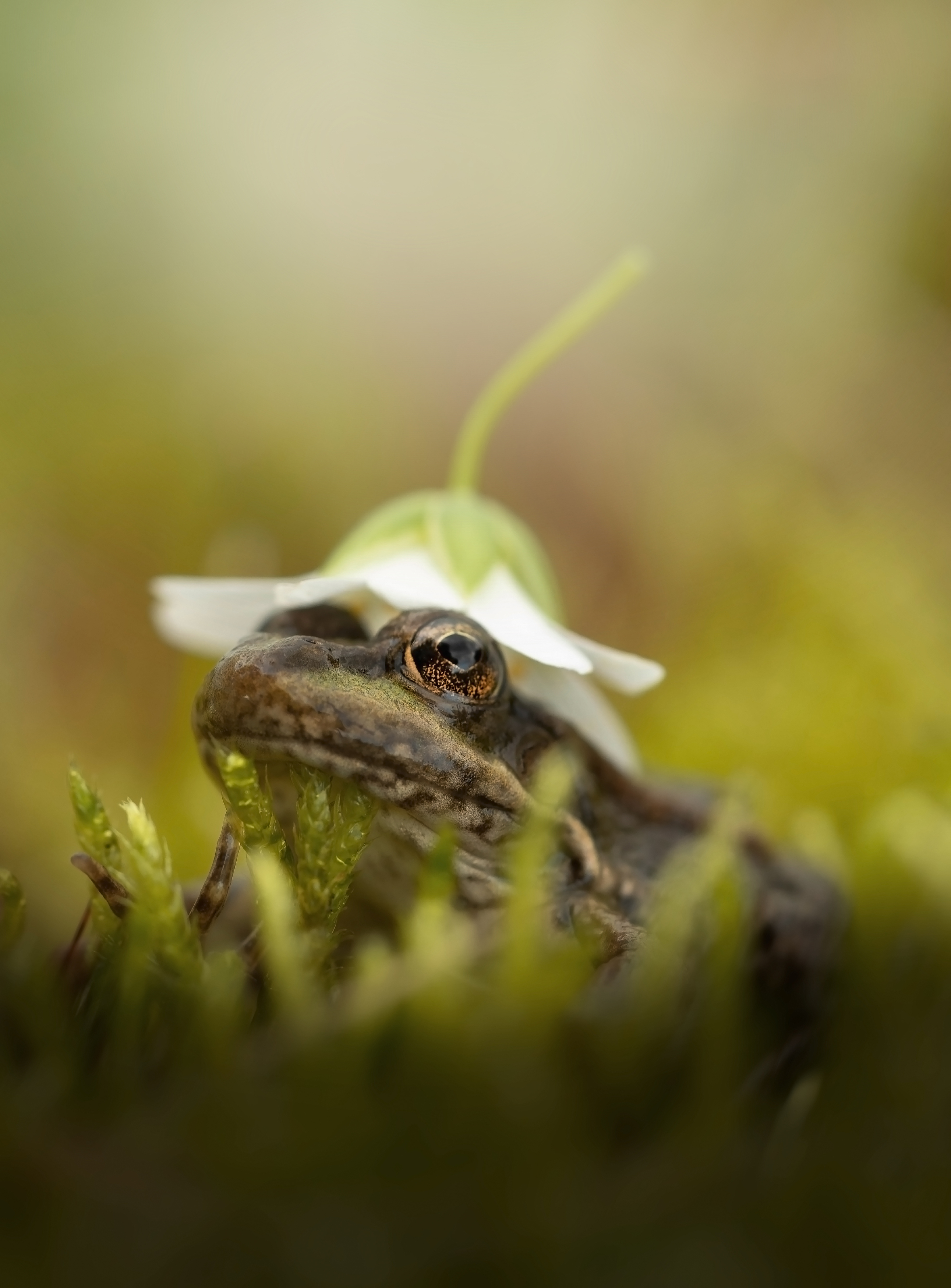 , Лапшина Владлена