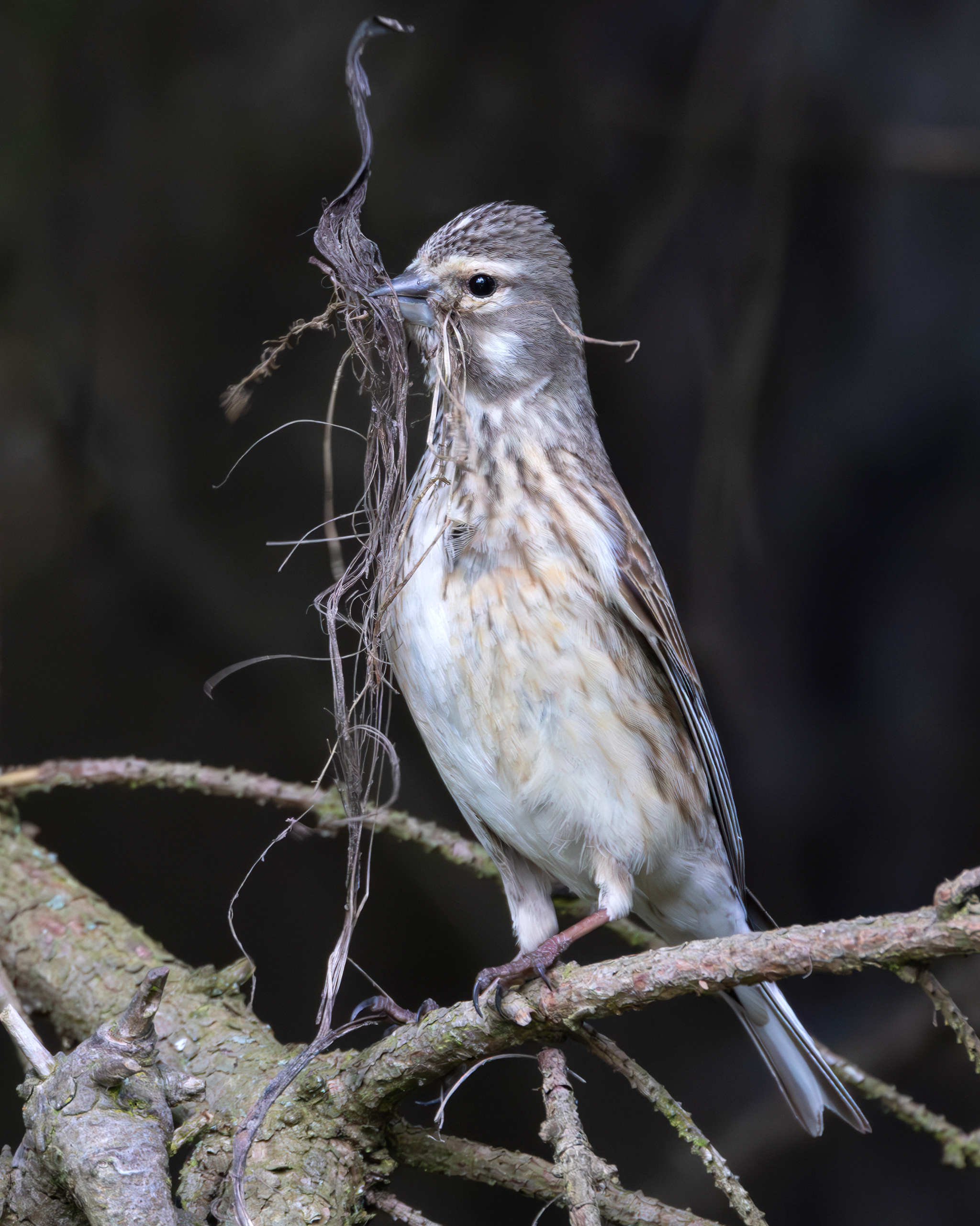 коноплянка, птицы, фото птиц, linaria cannabina, Александр Шипиленко