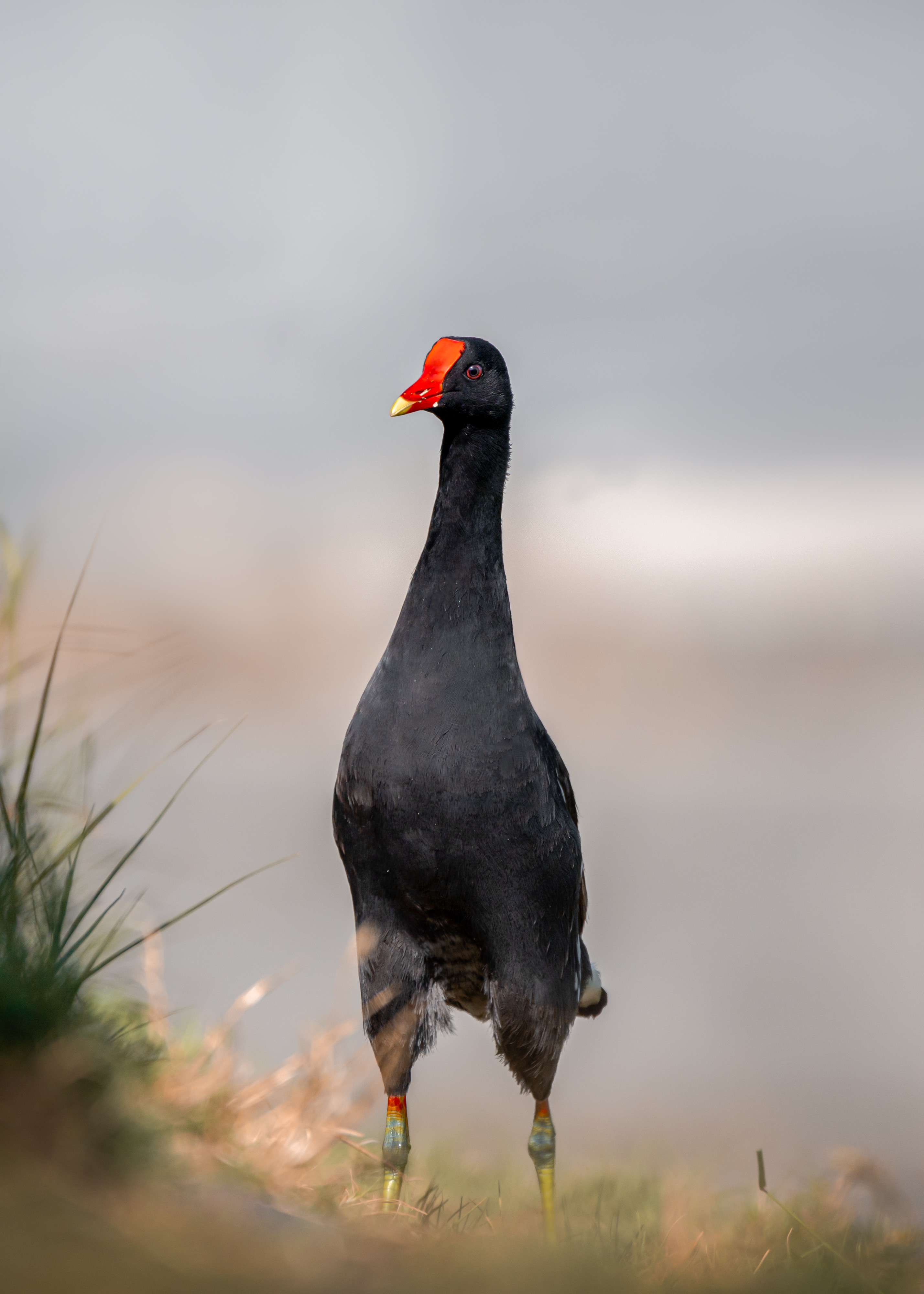 , Maikel Valle Clara