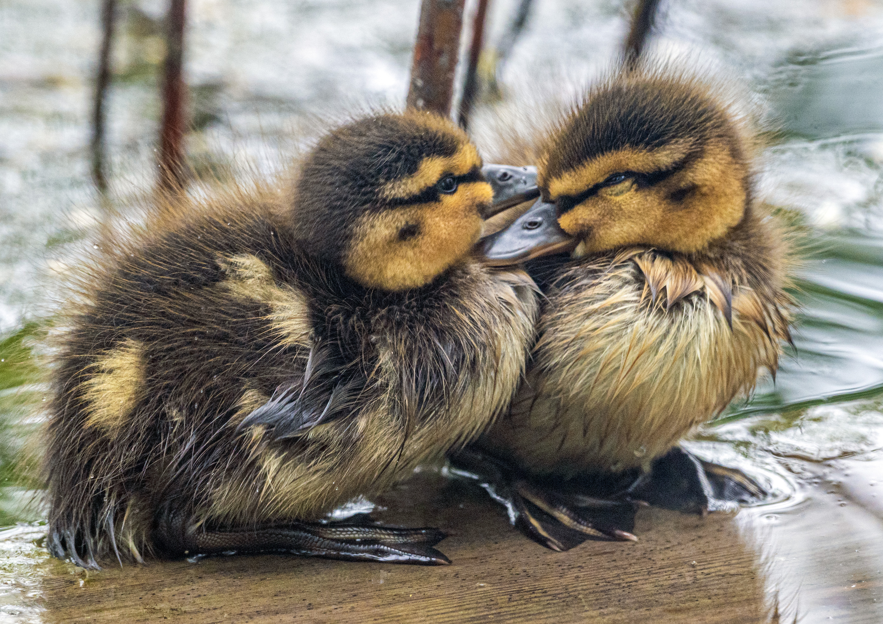 птицы, кисловодск, кряква, птенцы, Савчук Сергей