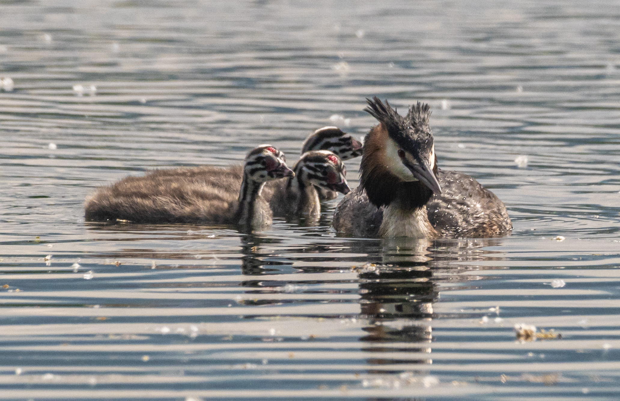 птицы, чомга, птенцы, кисловодск, Савчук Сергей