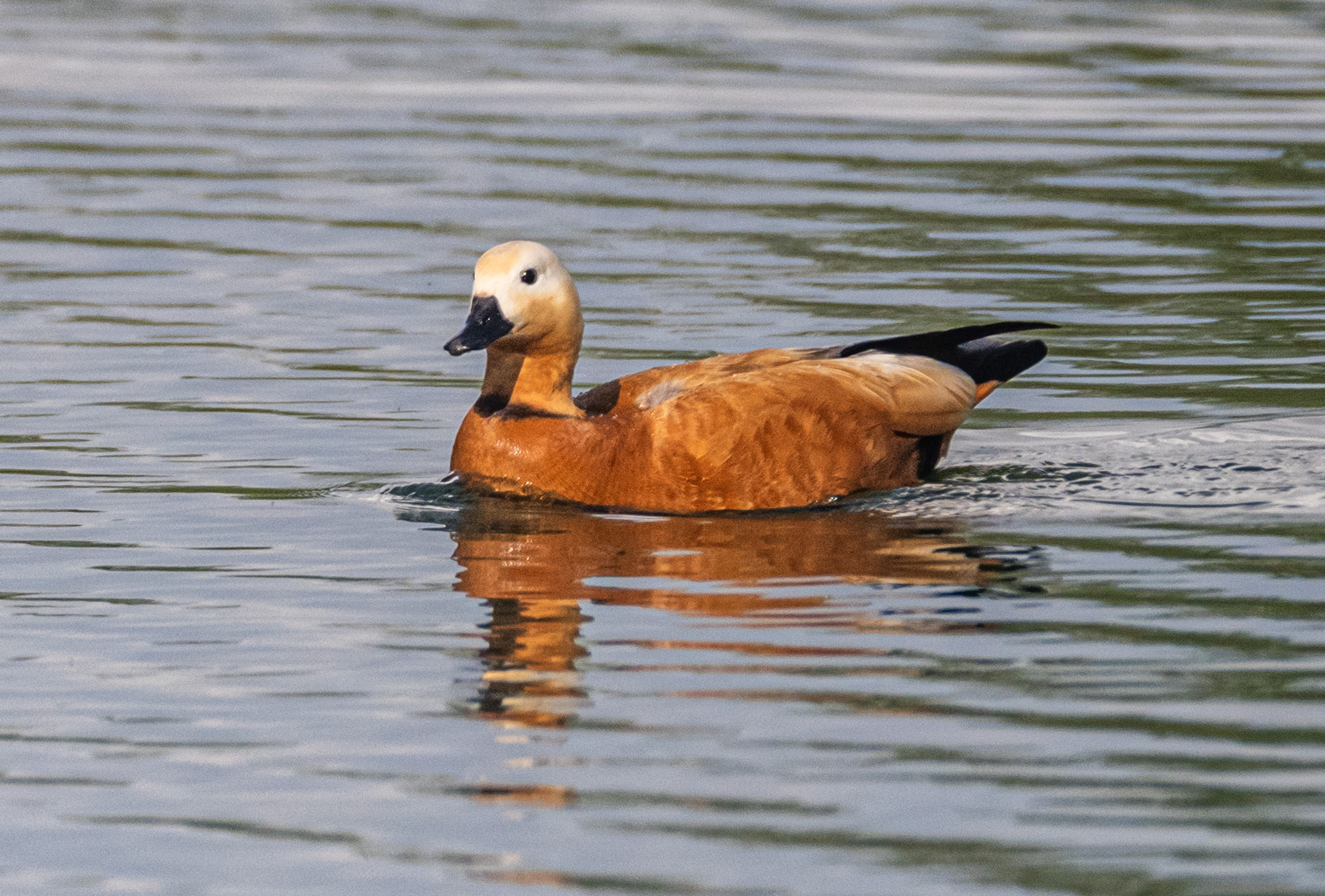 птицы, огарь, кисловодск, Савчук Сергей