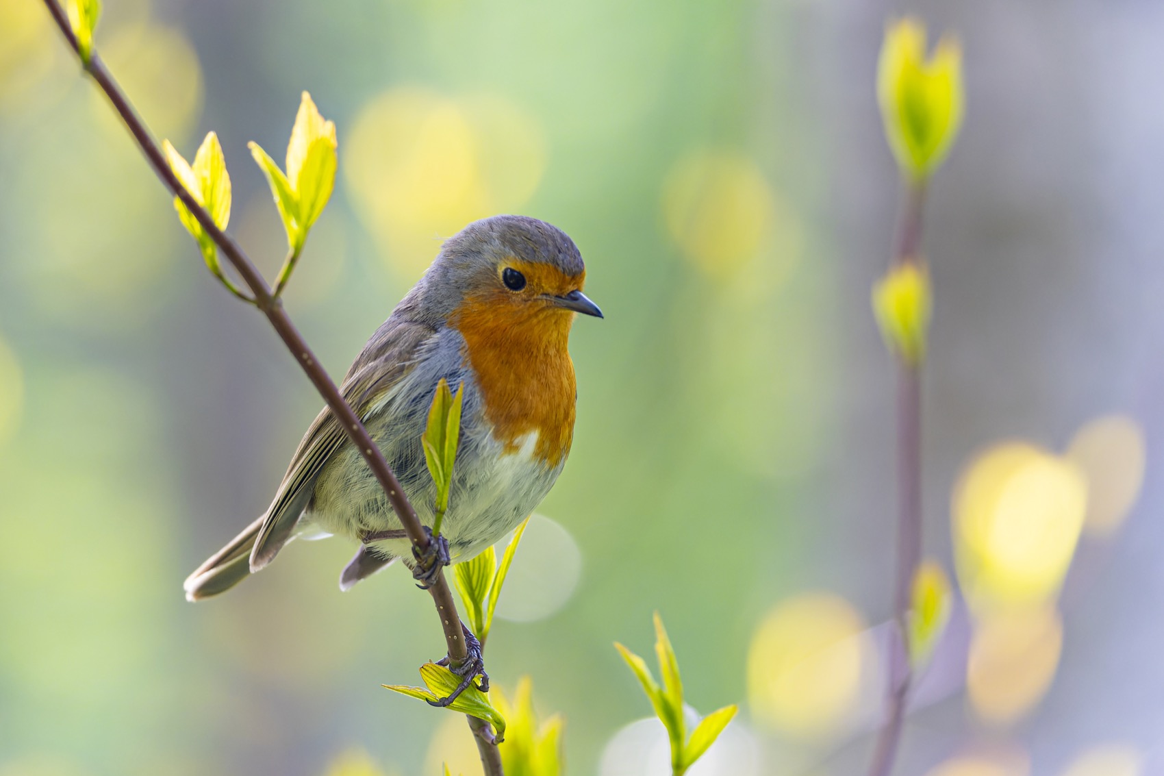 зарянка, малиновка, птицы, Руслан Pl