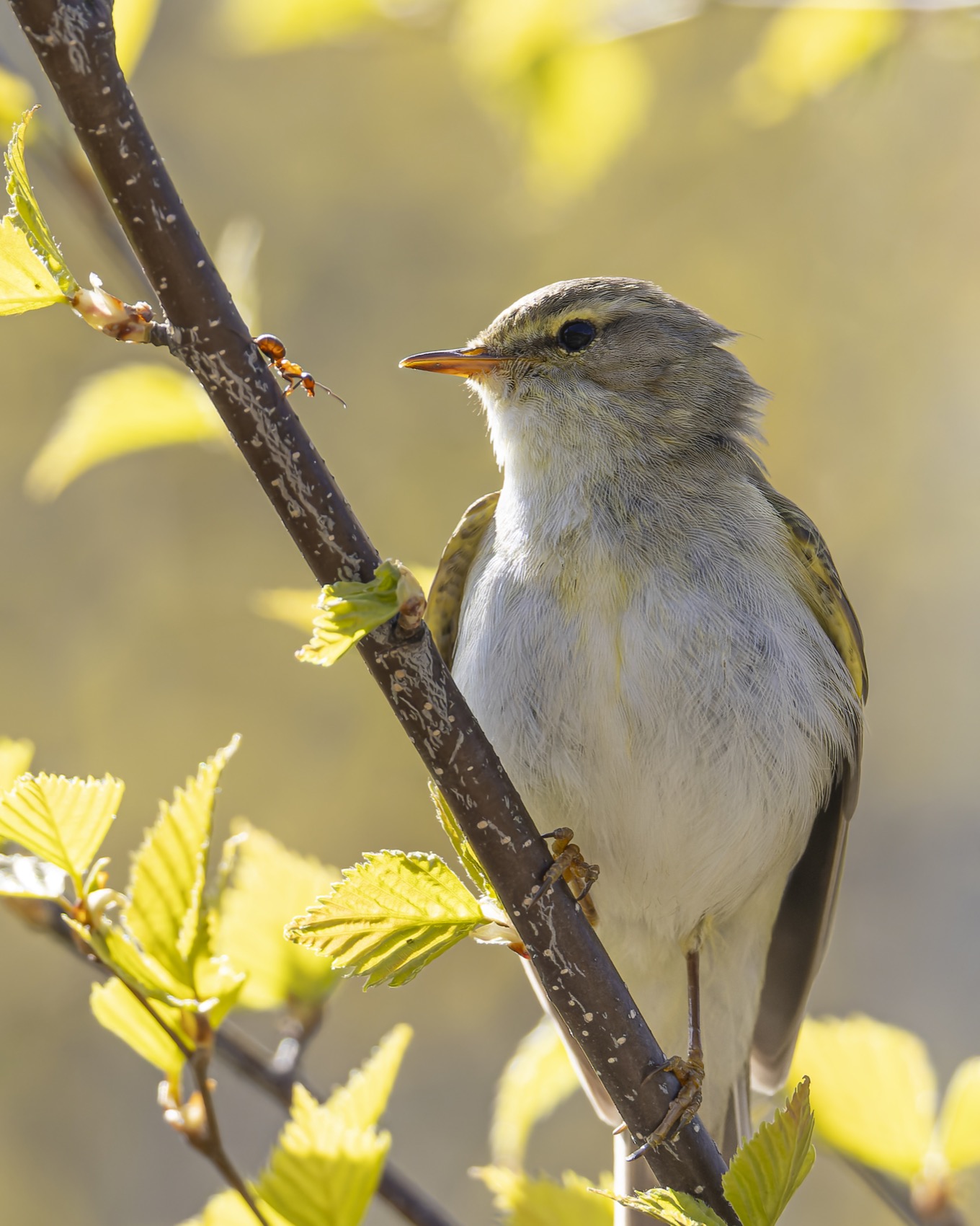 пеночка-весничка, муравей, пеночка весничка, пеночка, весничка, птицы, Руслан Pl