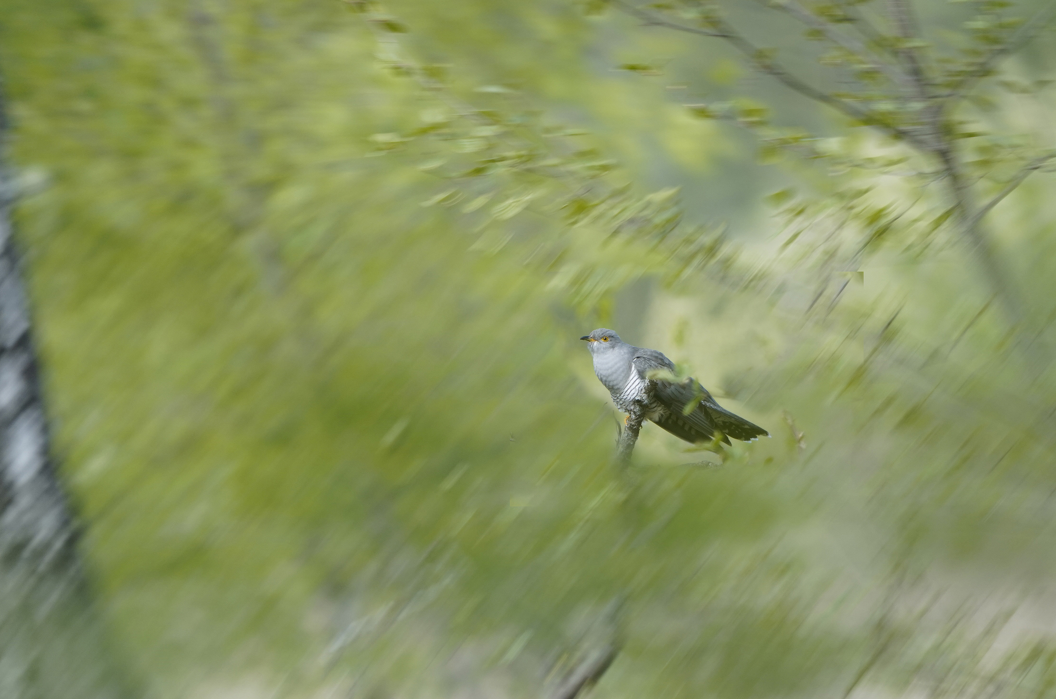 , Аникеев Владимир