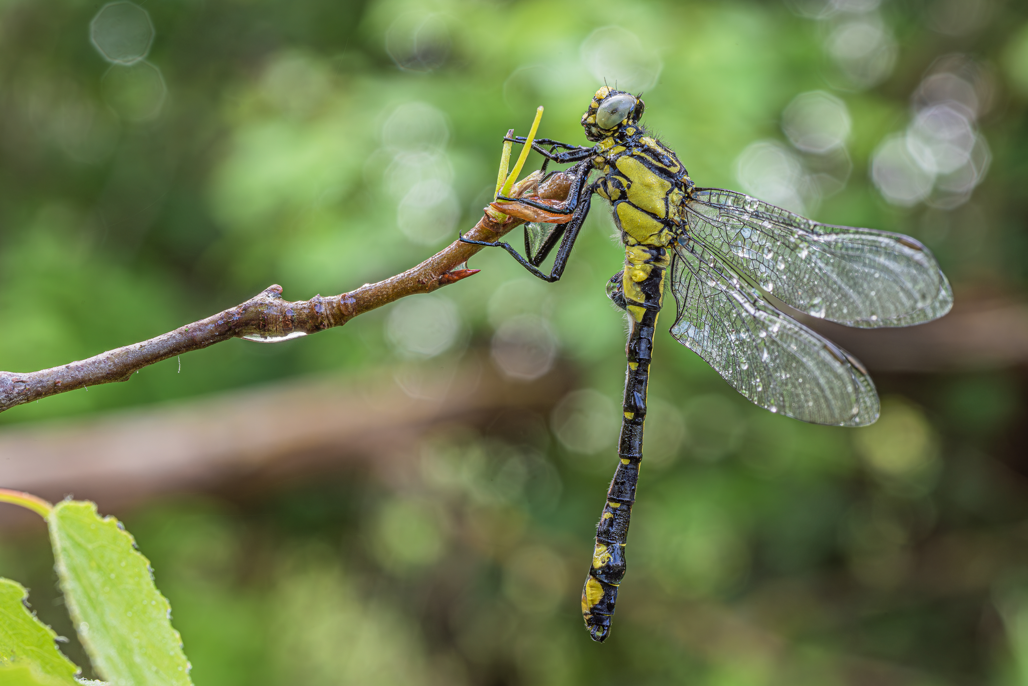 , Зайцев Роман