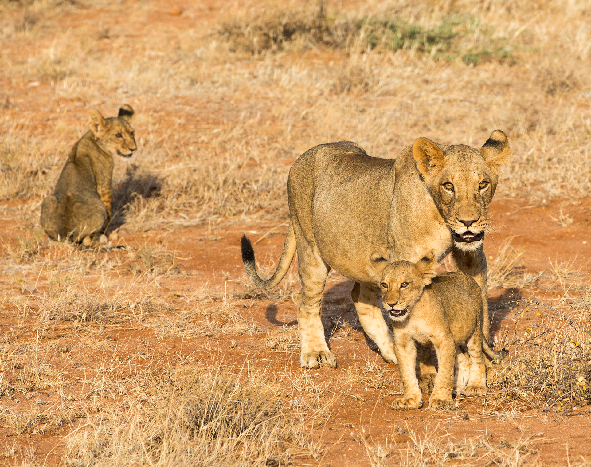 kenya, samburu, Vorobeychik Vladimir