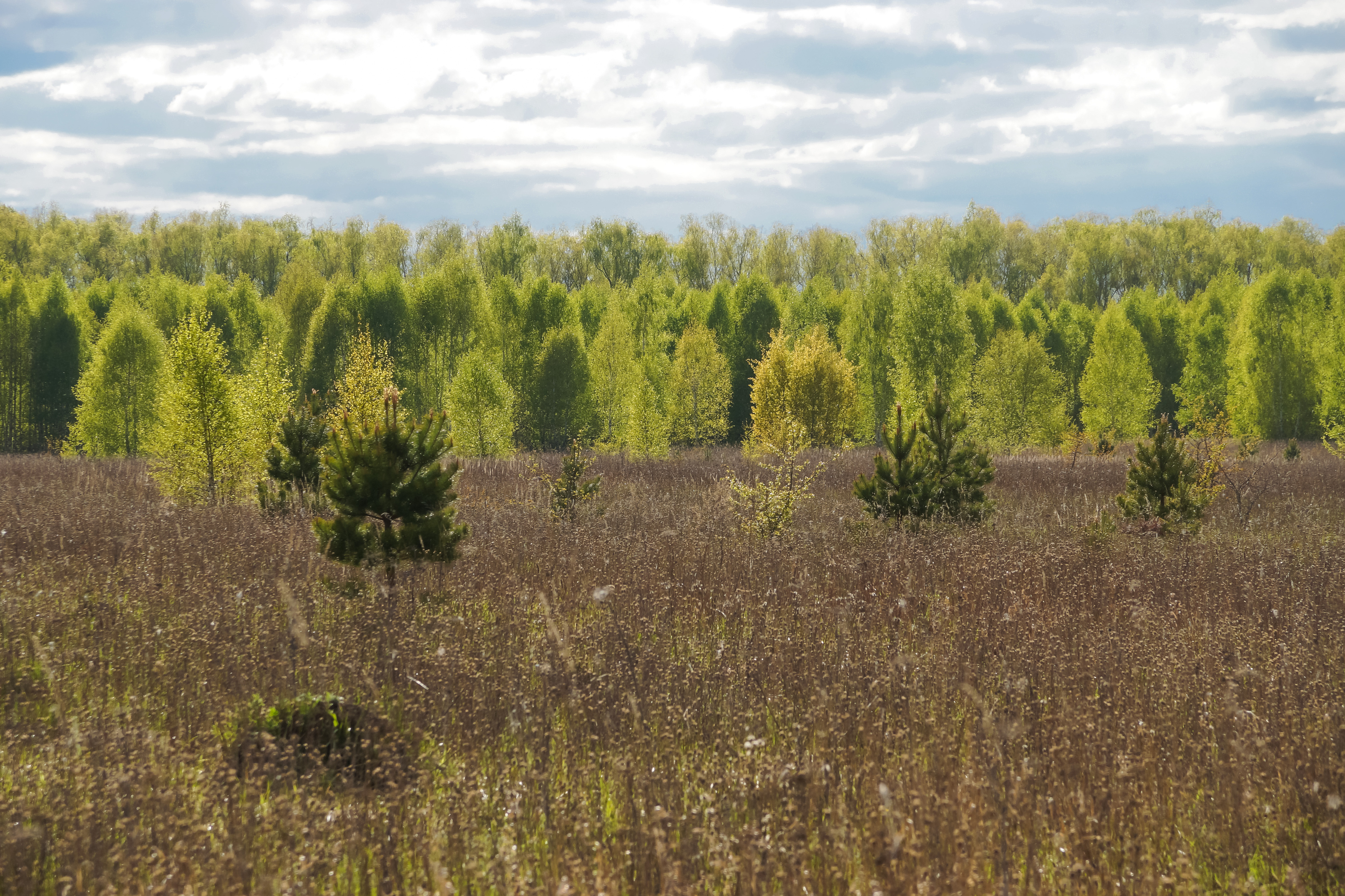 весна, сияние, лес, Елена Колеснева