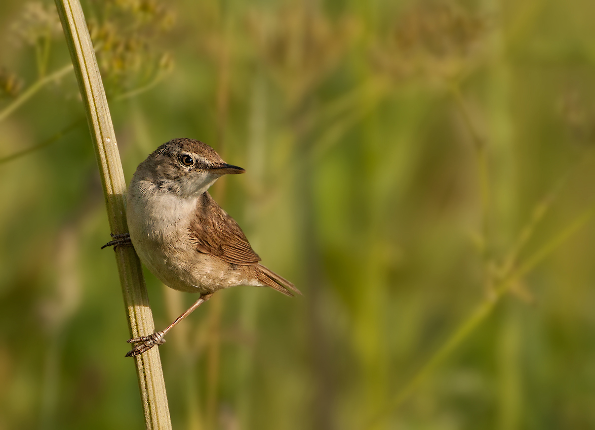 , Олег Тыркин