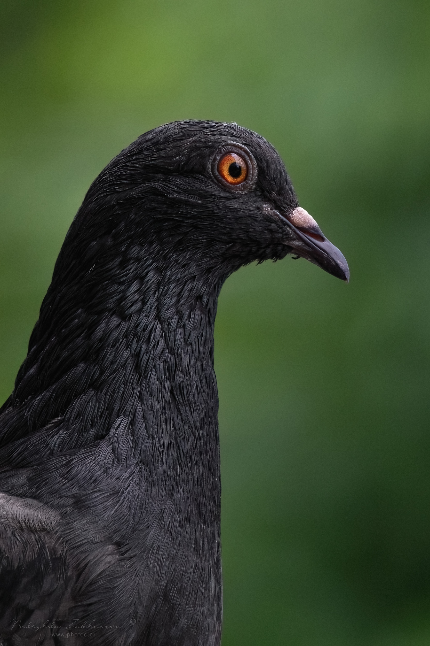 наблюдения за птицами, самец черного голубя, черный голубь, голубь, птицы, портреты птиц, эмоции, весна, время птенцов, птицы на гнездах, весна2025, Захарова Надежда