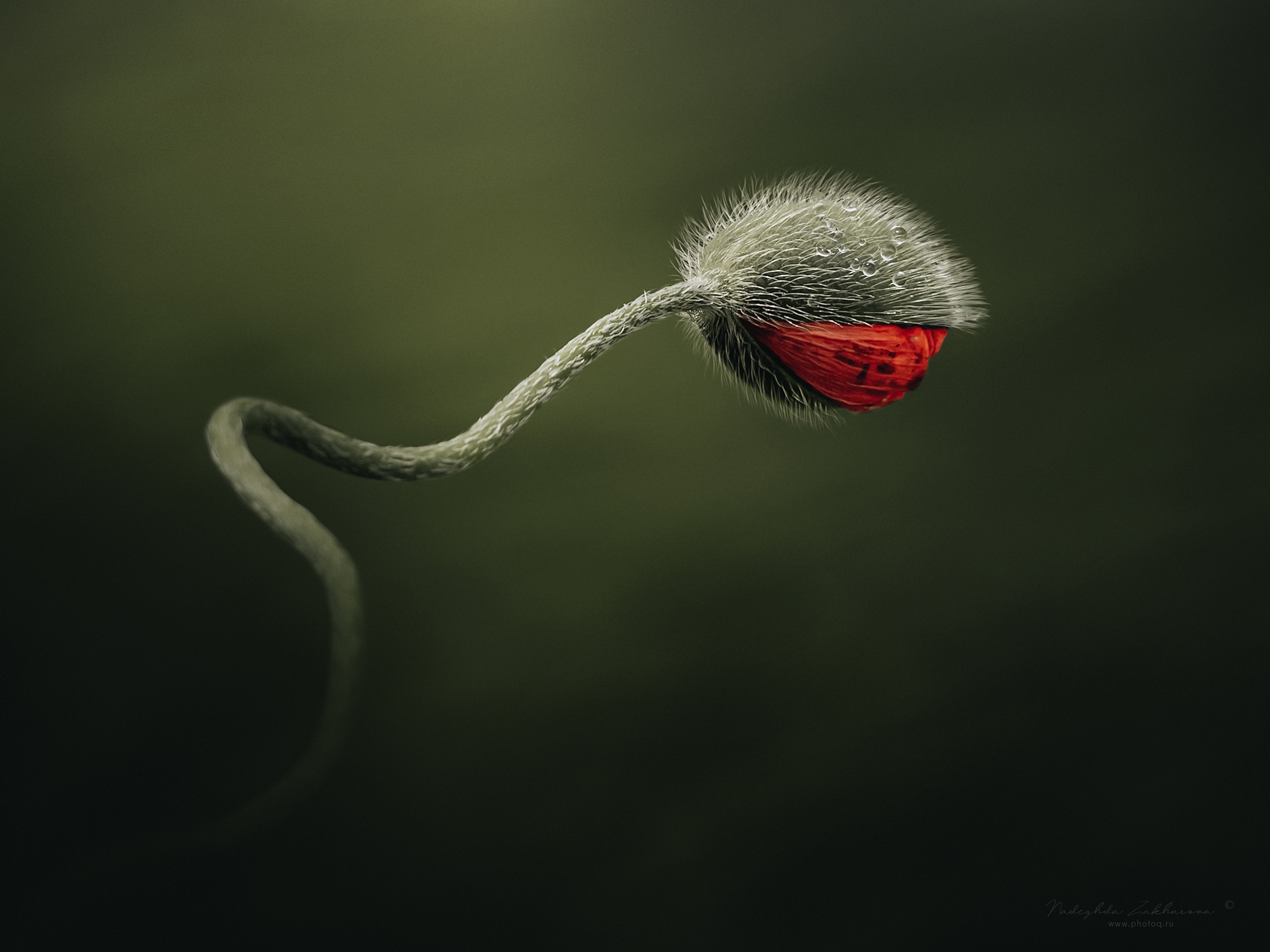 маки, мак, красный мак, цветы, полевые цветы, макро, макрофотография, арт-фотография, арт-фото, весна, весна 2025, май, Захарова Надежда