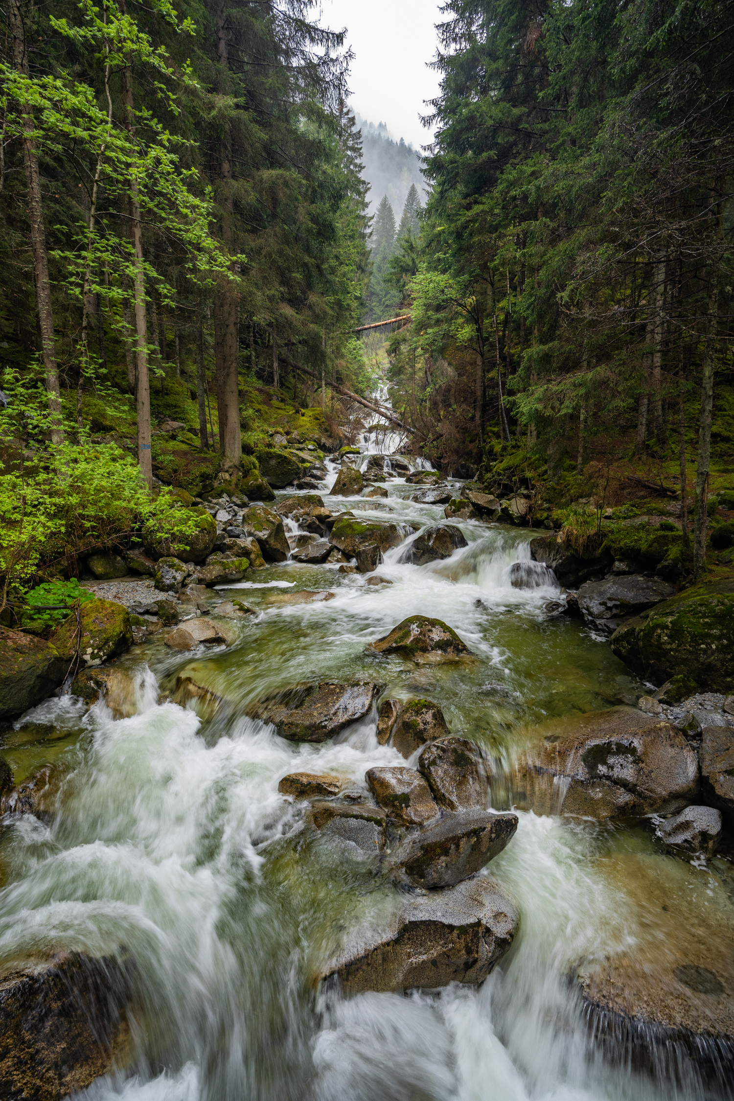 , Дария Максимова