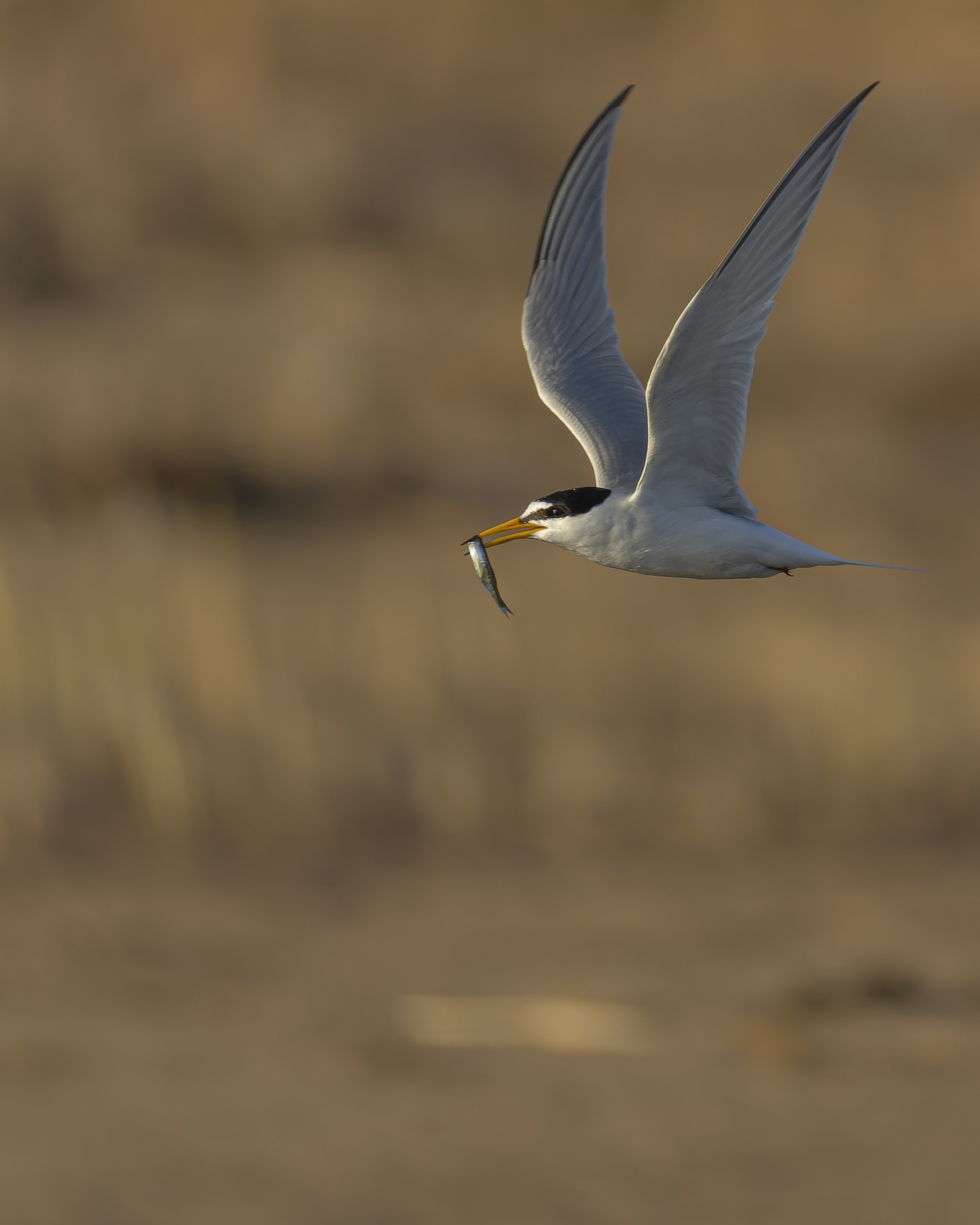 малая крачка, крачка, чайка, птицы, Руслан Pl