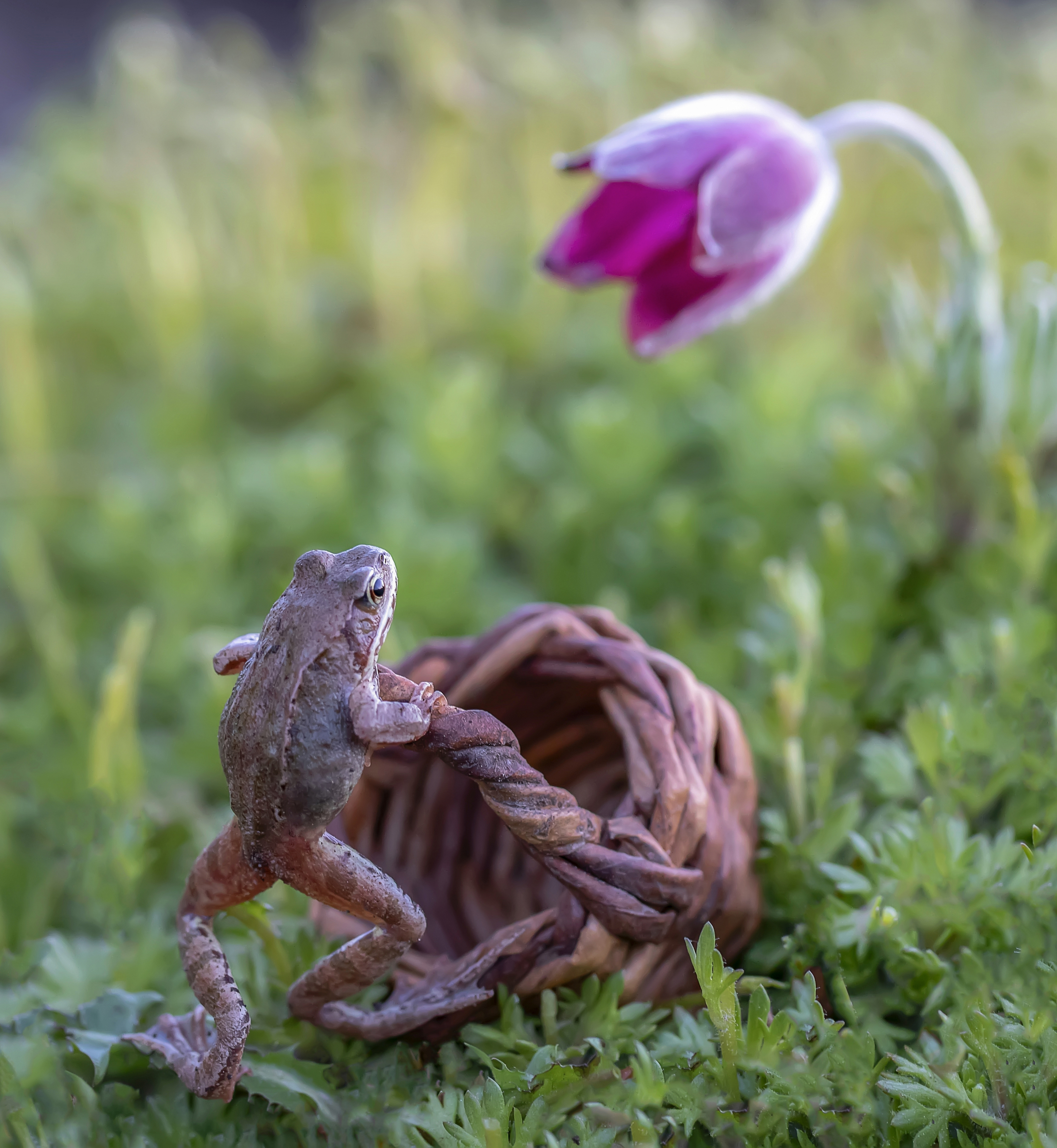 лягушка, пролесок, сон-трава, Татьяна Феденкова