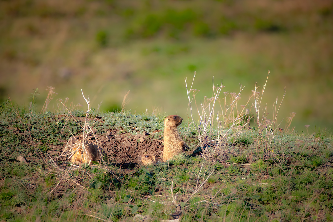 , Станислав Аристов