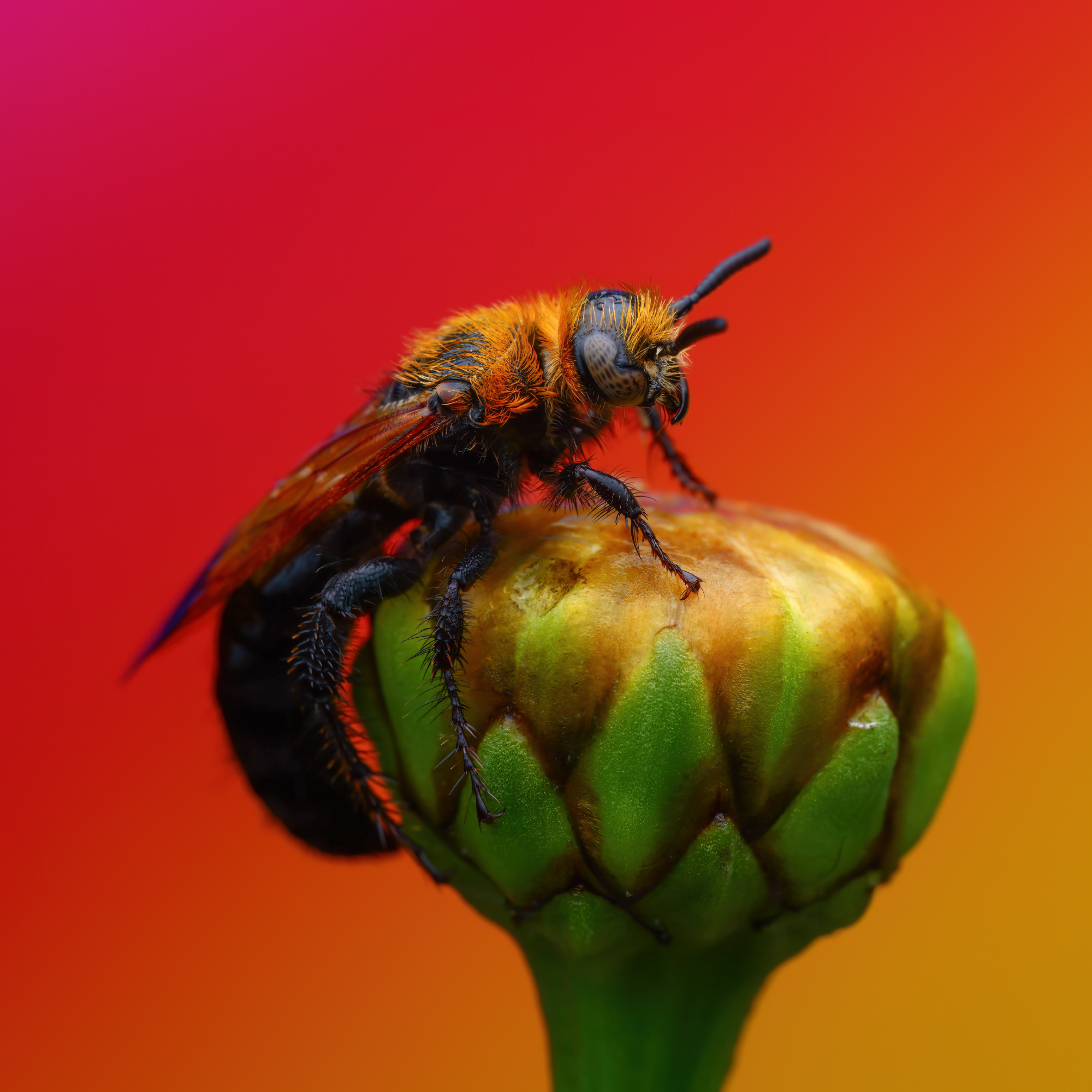 , Фруман Евгений