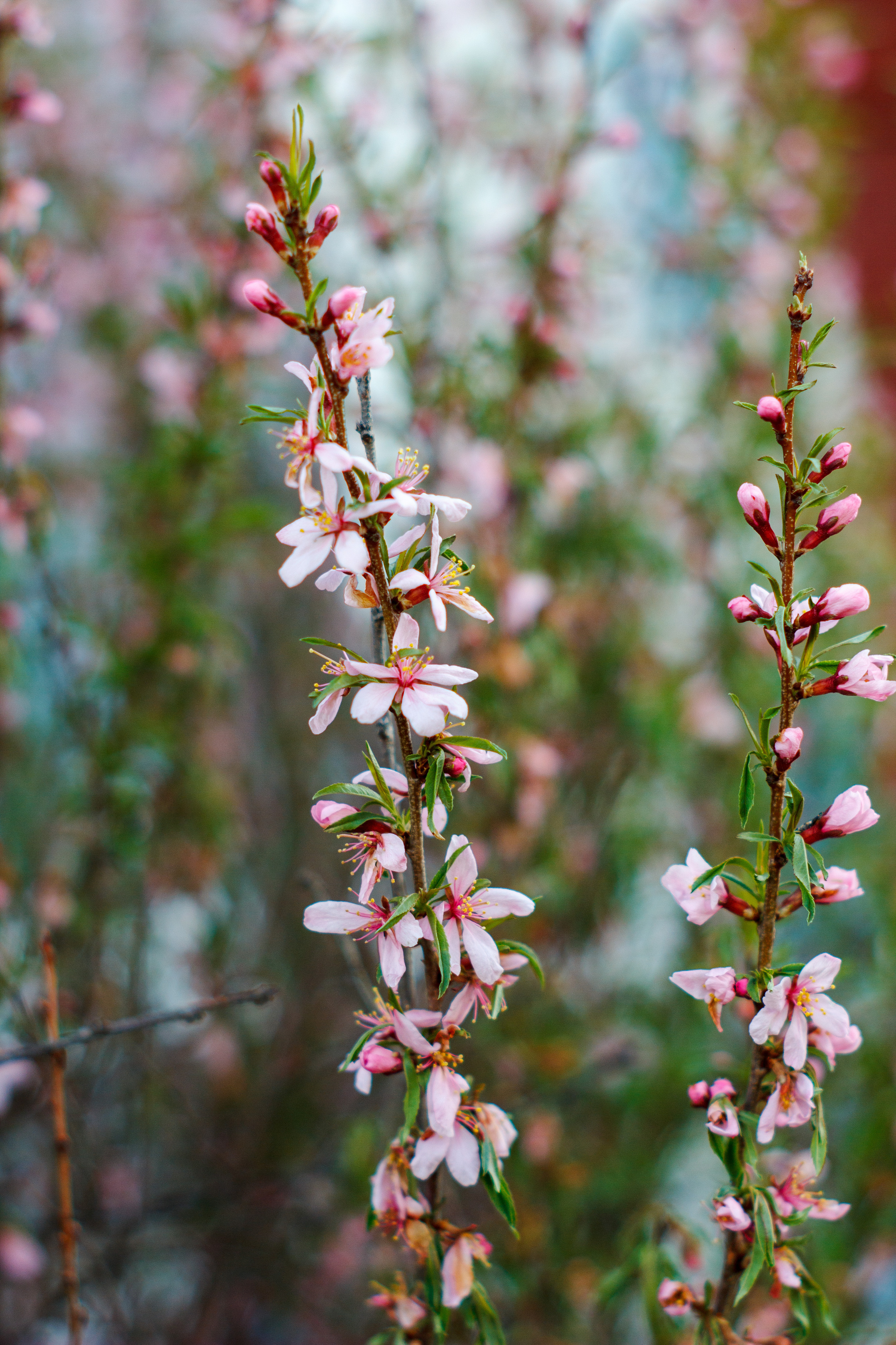 , Лофицкая Лариса