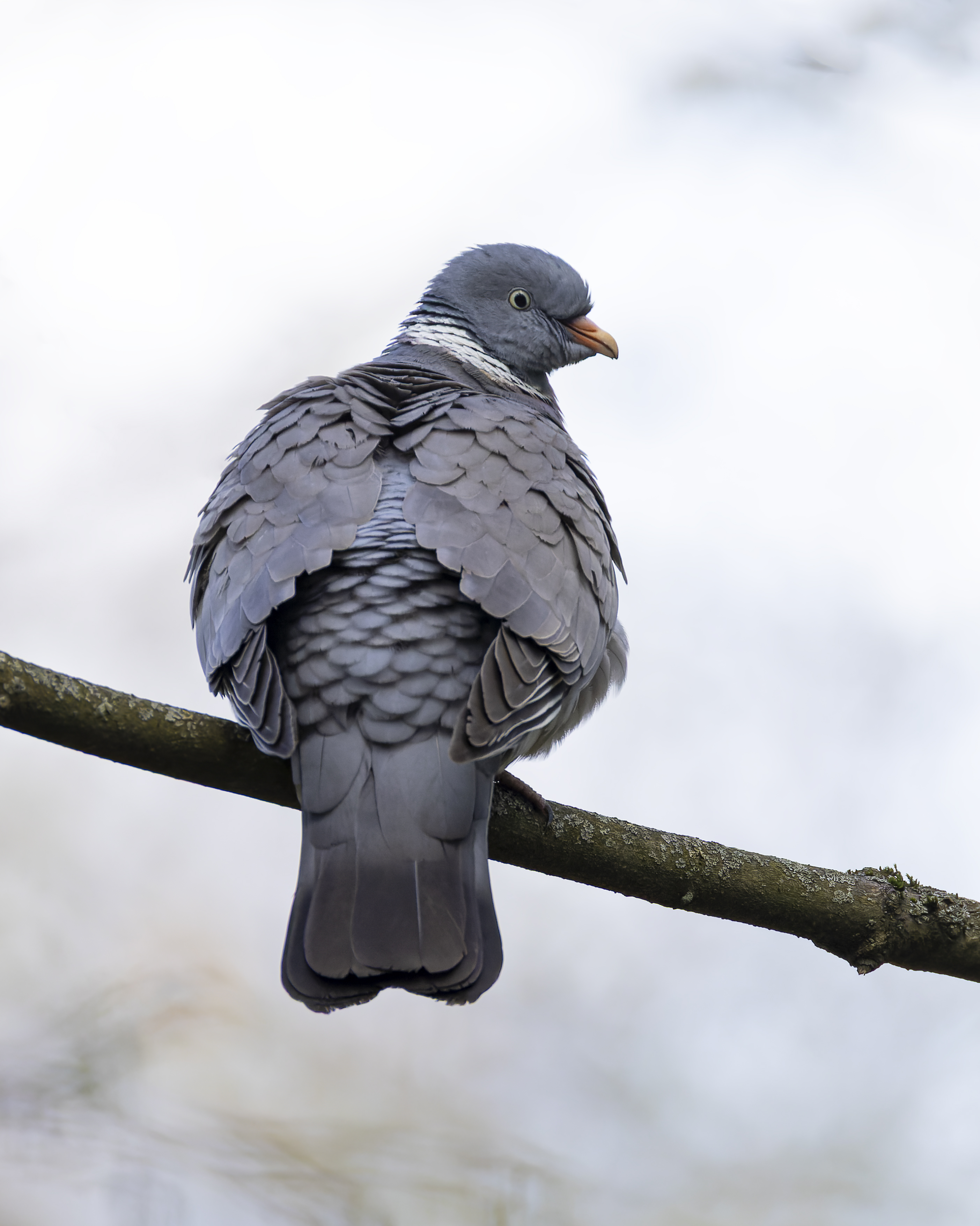 голубь, вяхирь, Руслан Pl