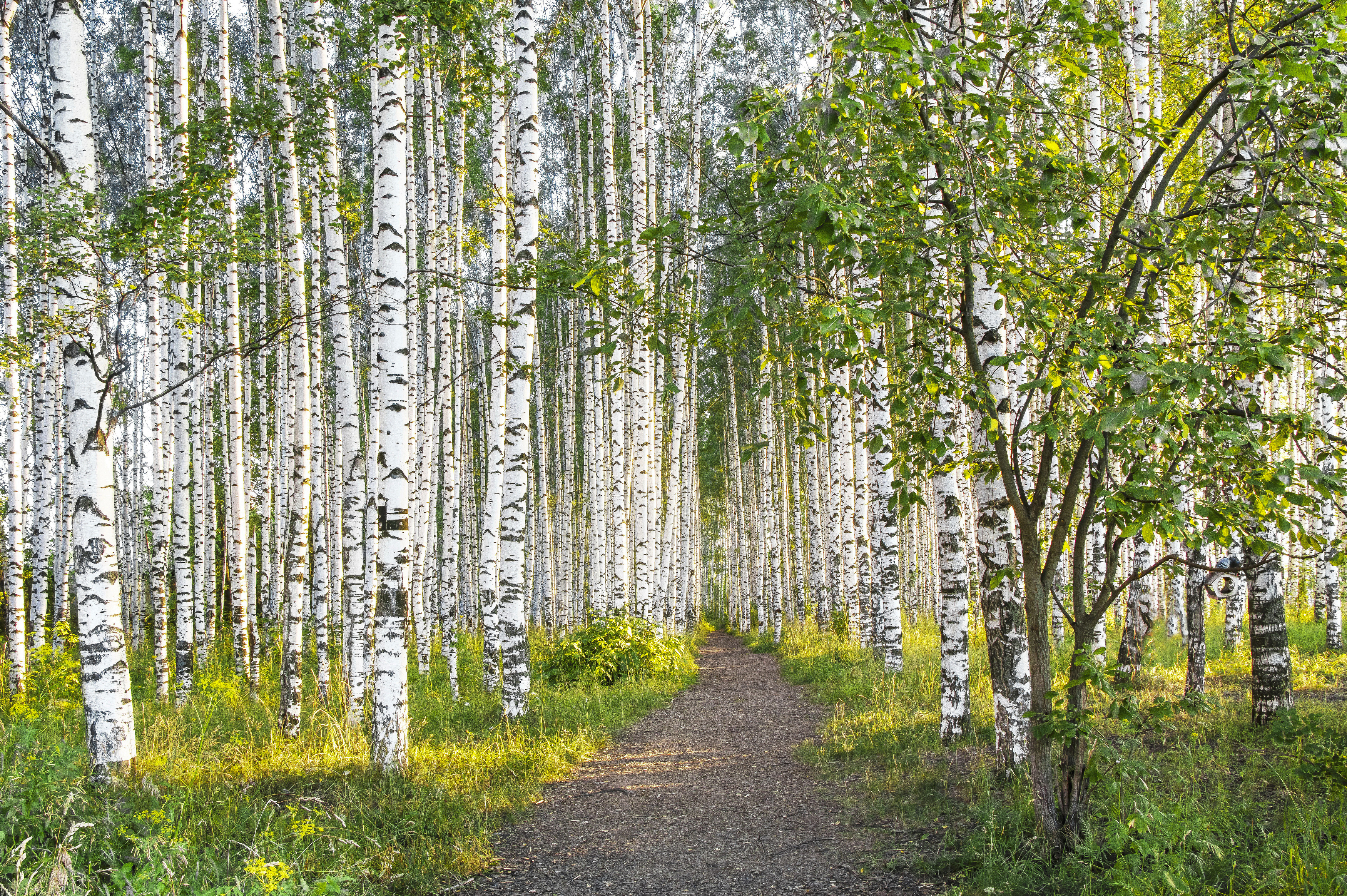 Киров, березовая роща, березы, утро, галина новинская
