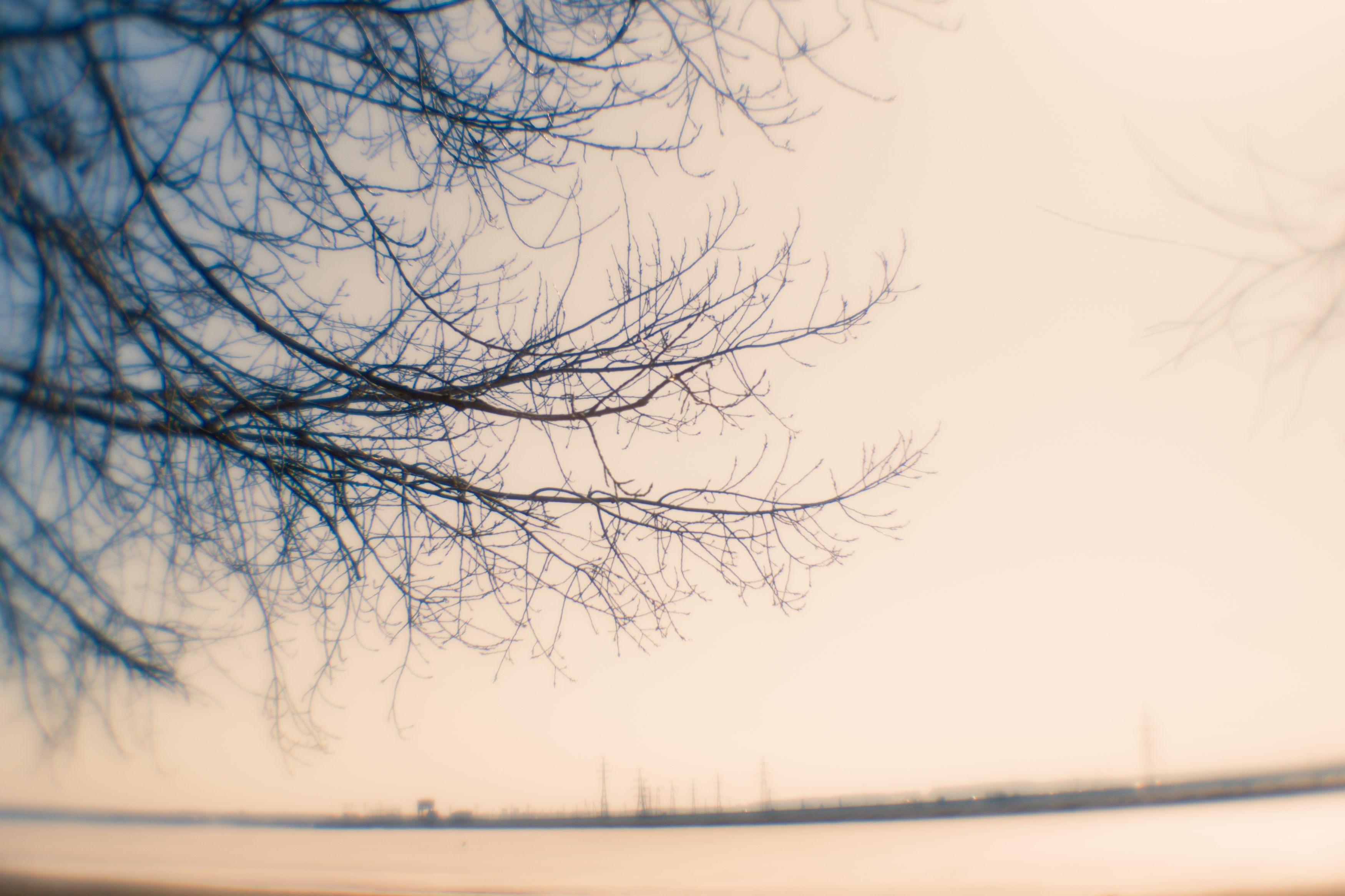 , Таня Смолевская