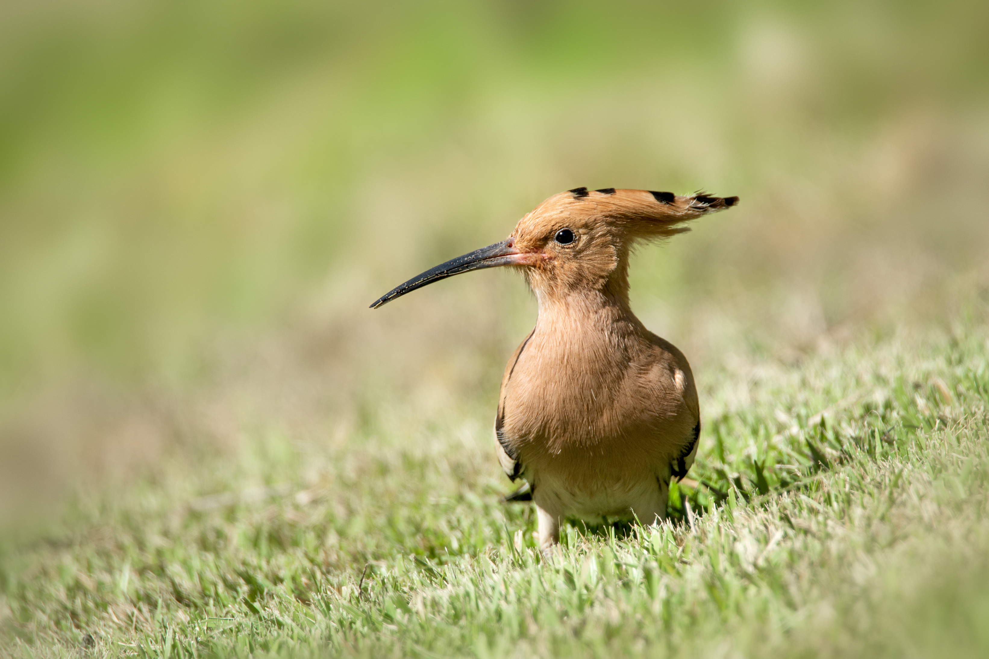 Удод, Татьяна Горбачева Маментьева