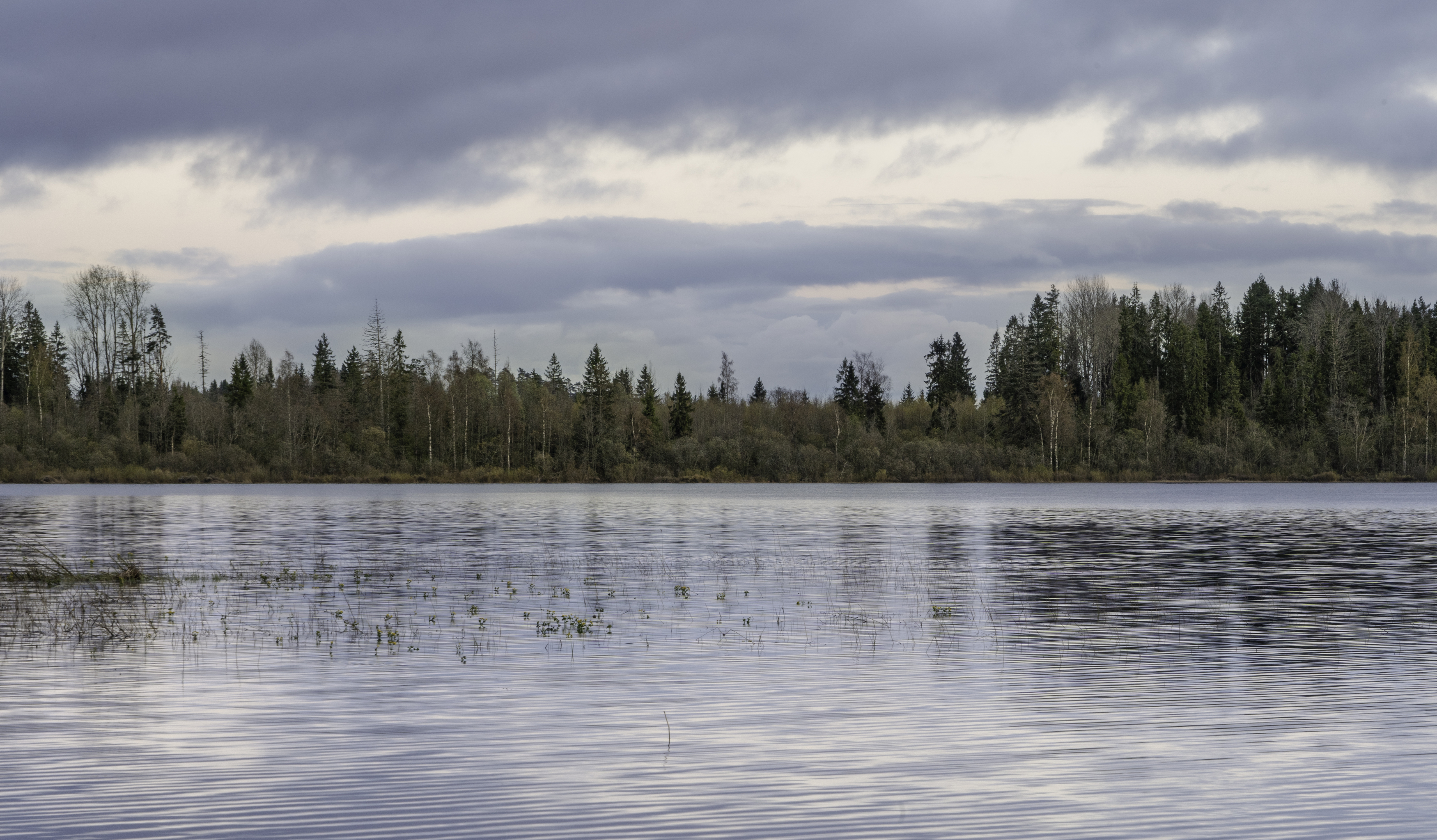 Россия, Новгородская область, Боровичи, озеро Шерегодра, , Гаврилов Юрий