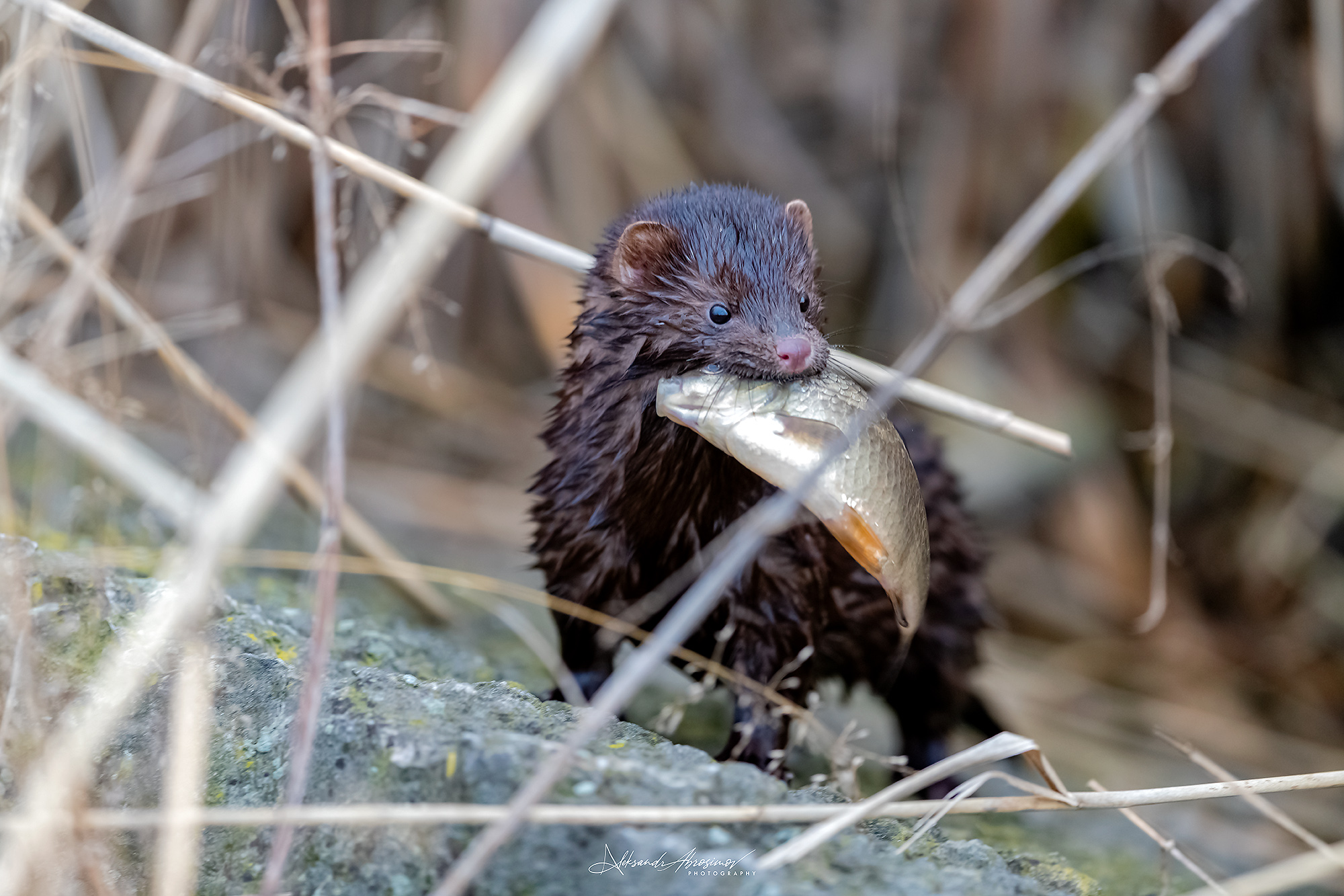 , Абросимов Александр