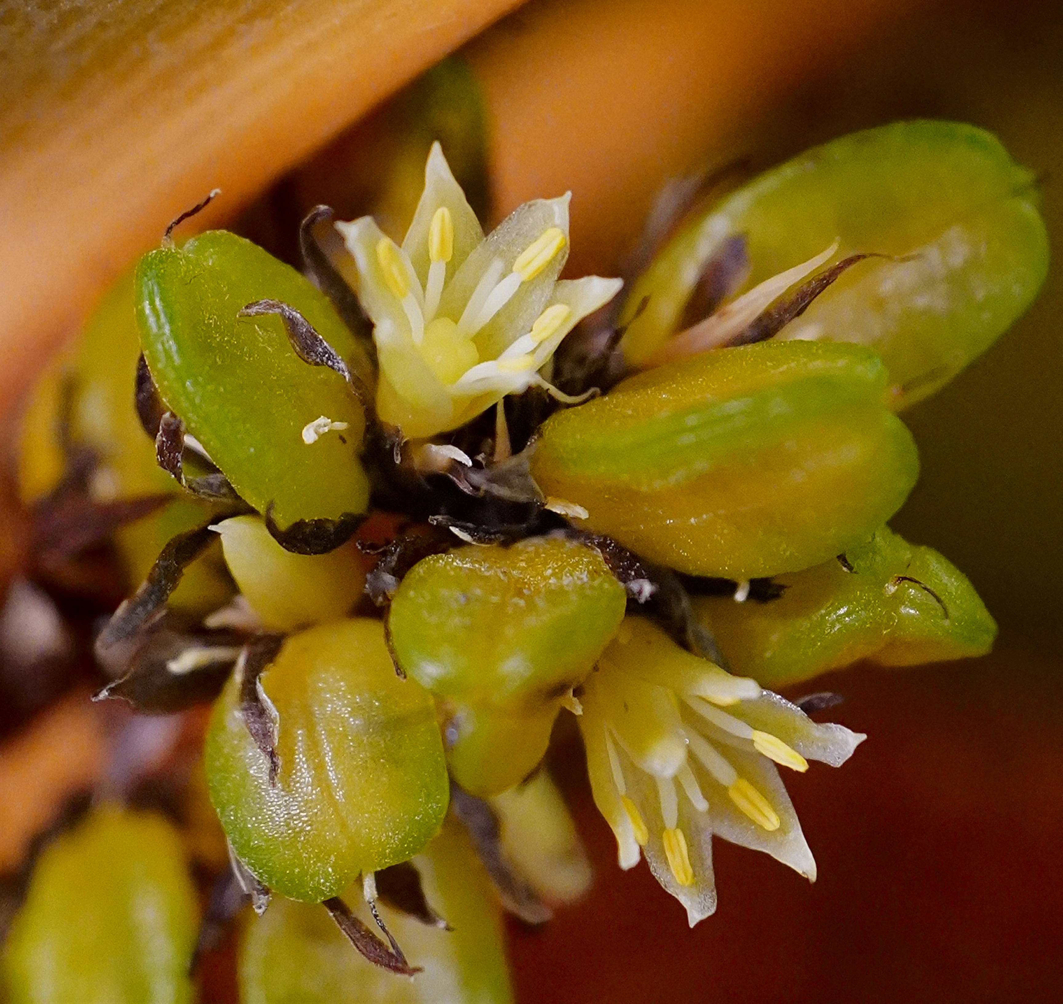 , Ксения Орлова