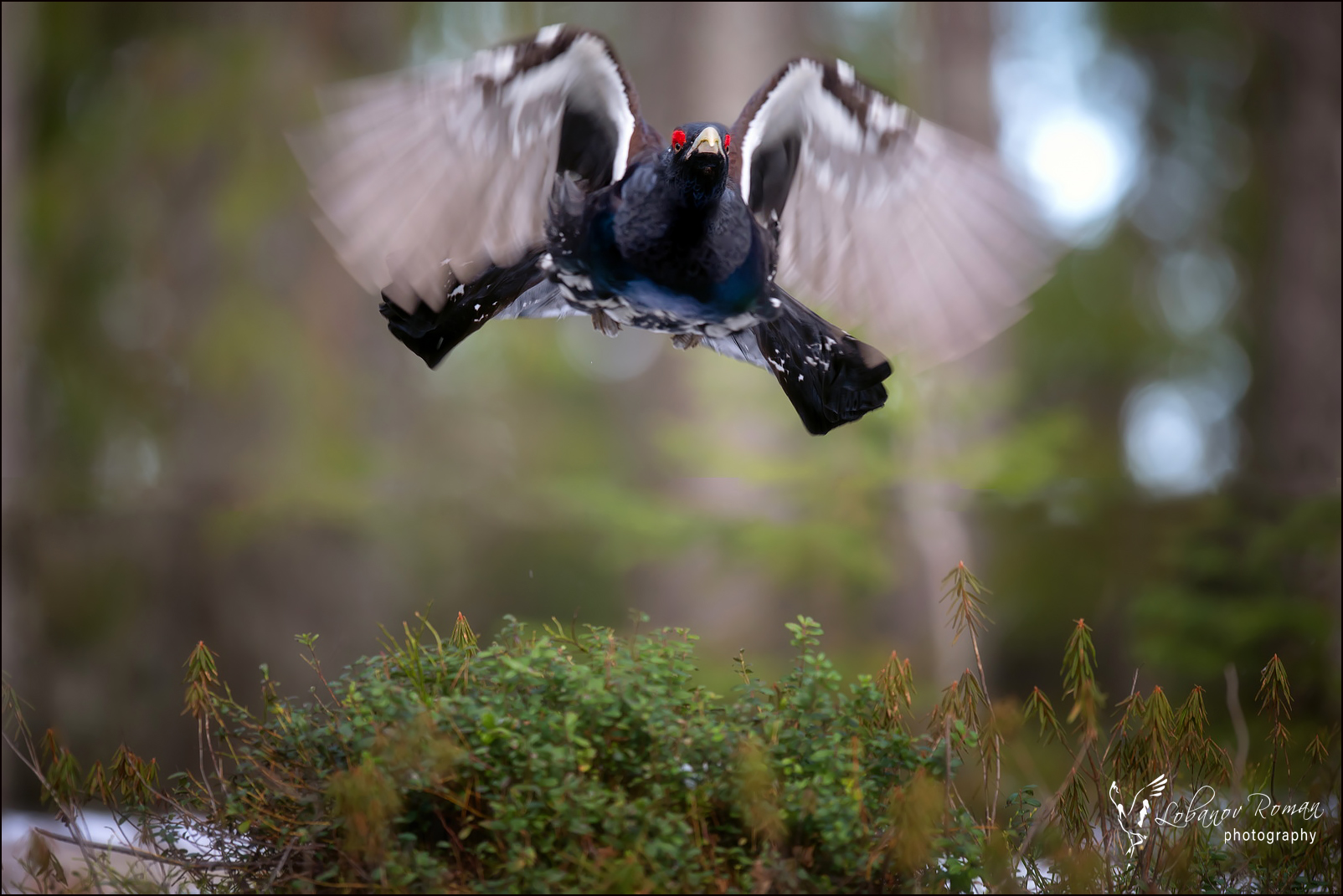 , Лобанов Роман